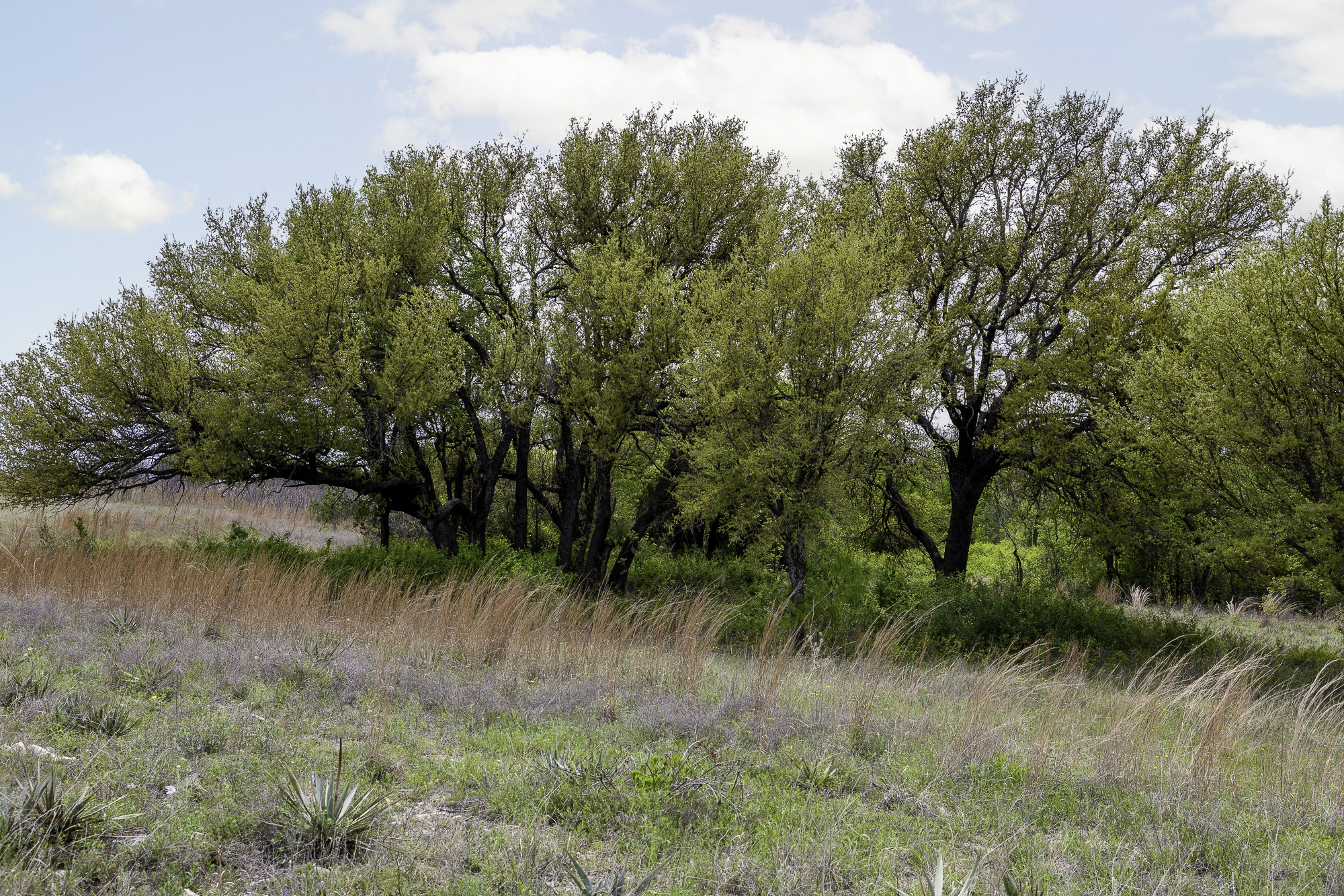 000 Mason Court Dublin TX 76446