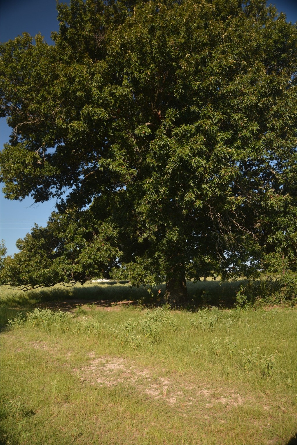 Tbd Vz County Road 1820 Grand Saline TX 75140