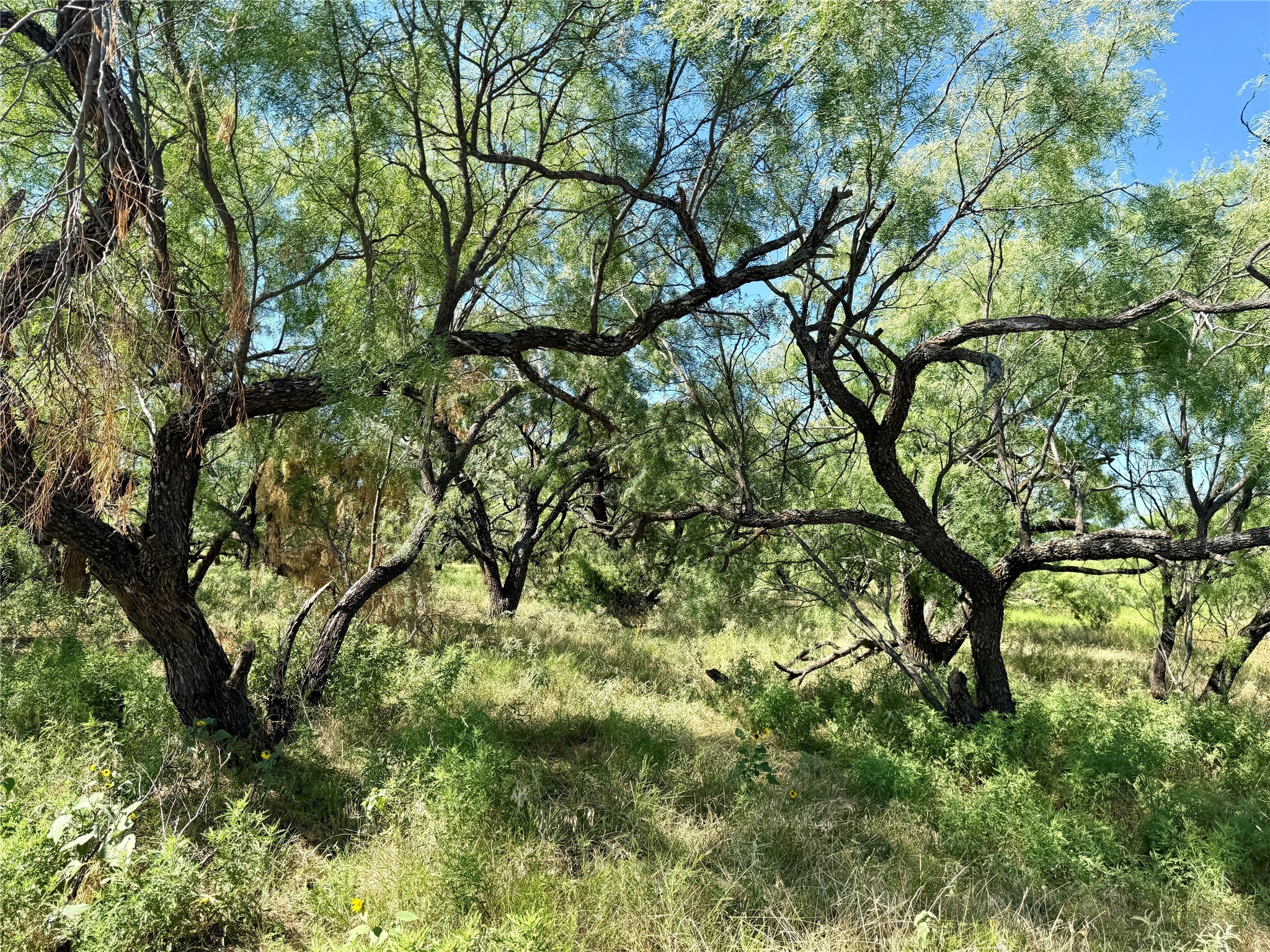 Tbd County Road 121 Cross Plains TX 76443