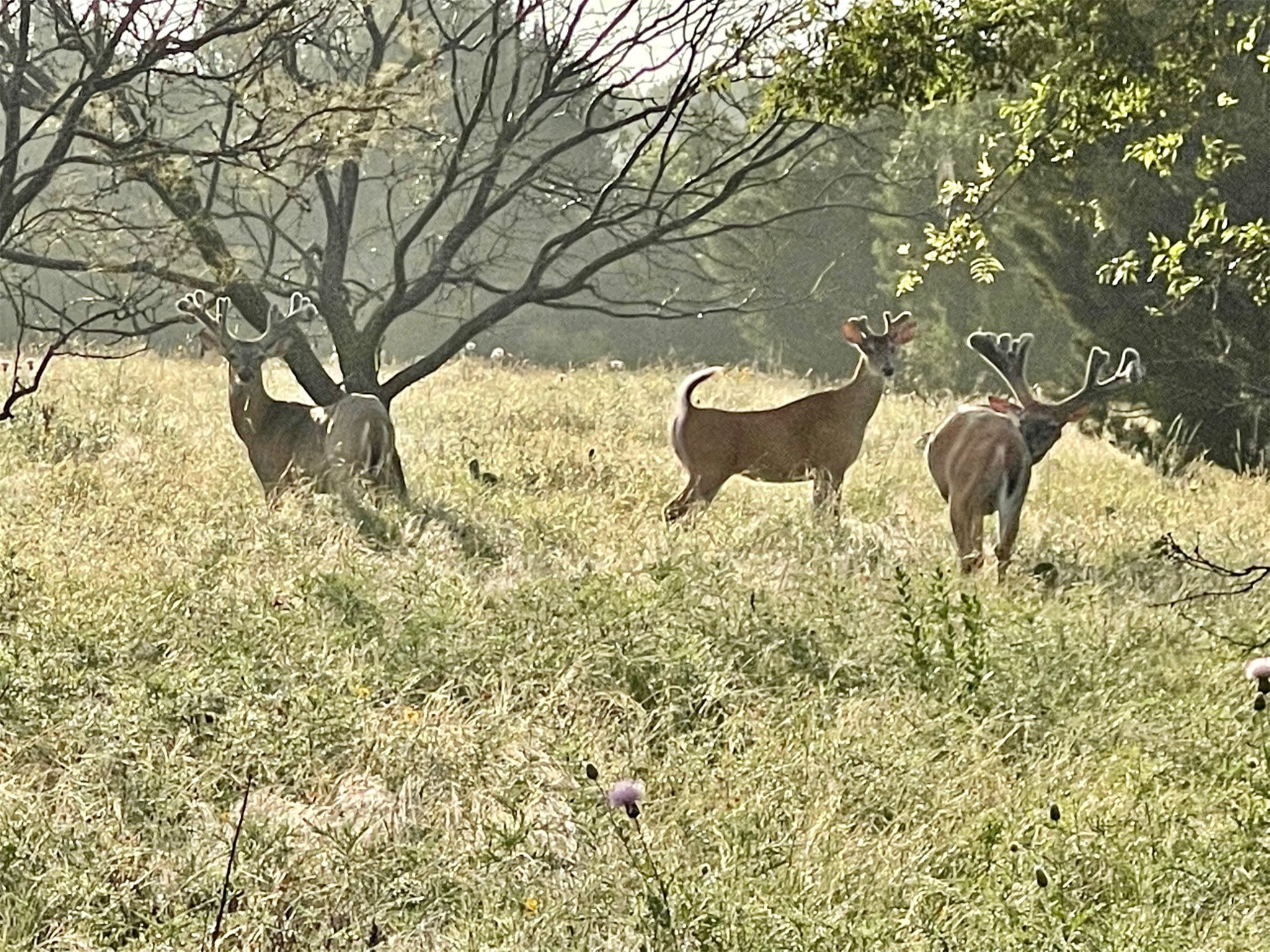 4636 Halsell Ranch Road Jacksboro TX 76458