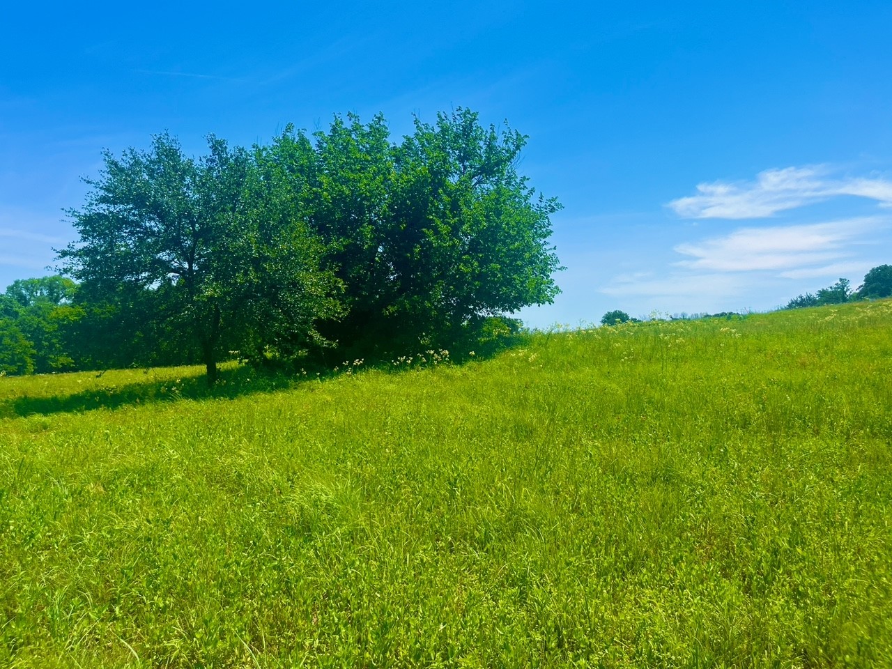 Lot 102 Arlow Road Poolville TX 76487
