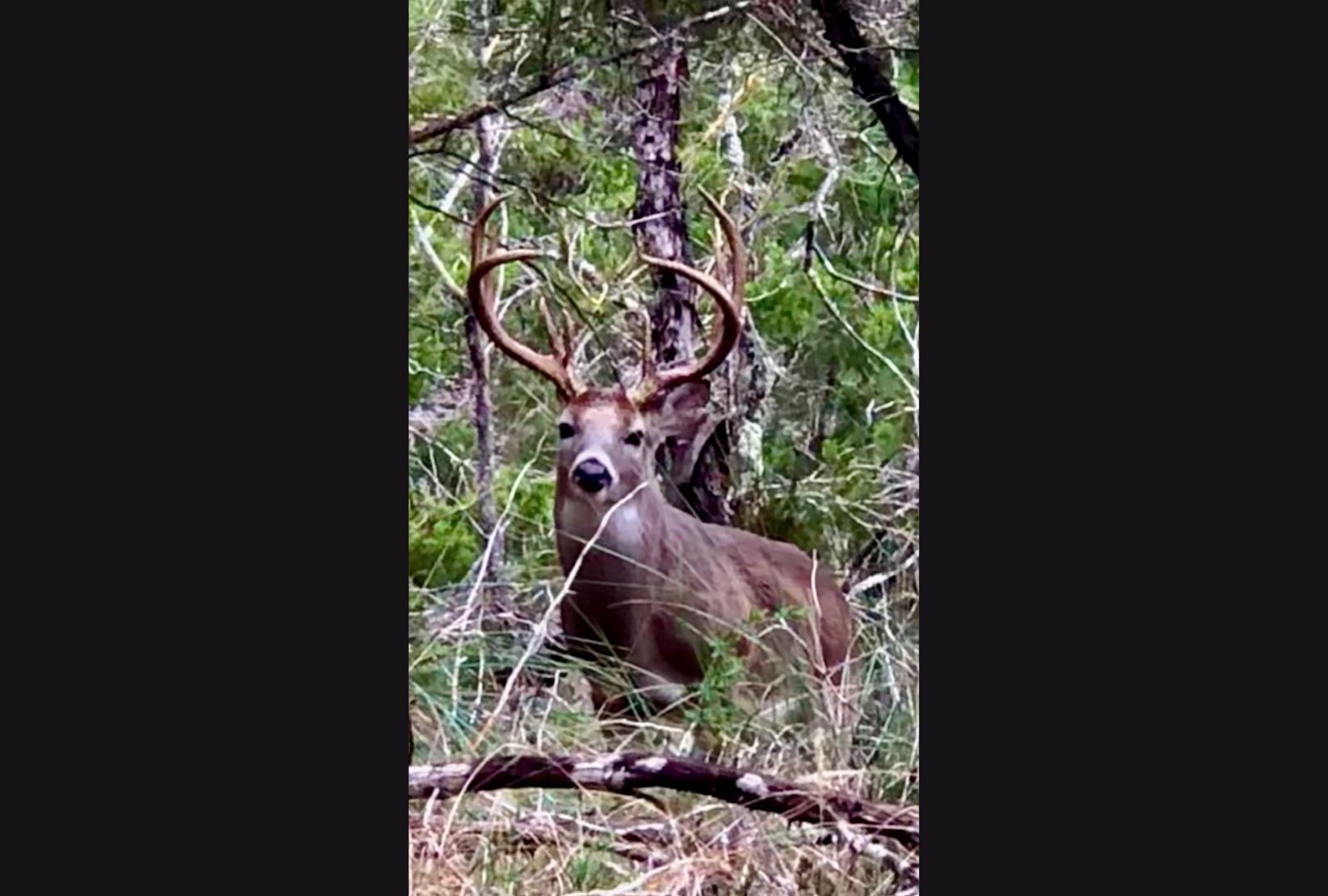 525 Soda Creek Road Spicewood TX 78669
