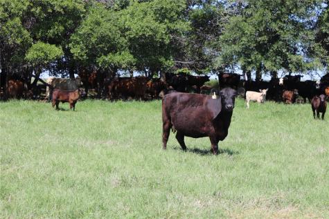 293 Acres Deer Creek Road Henrietta TX 76365