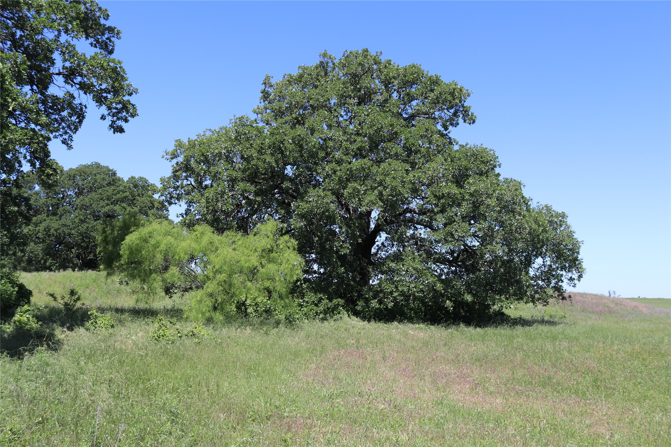 293 Acres Deer Creek Road Henrietta TX 76365