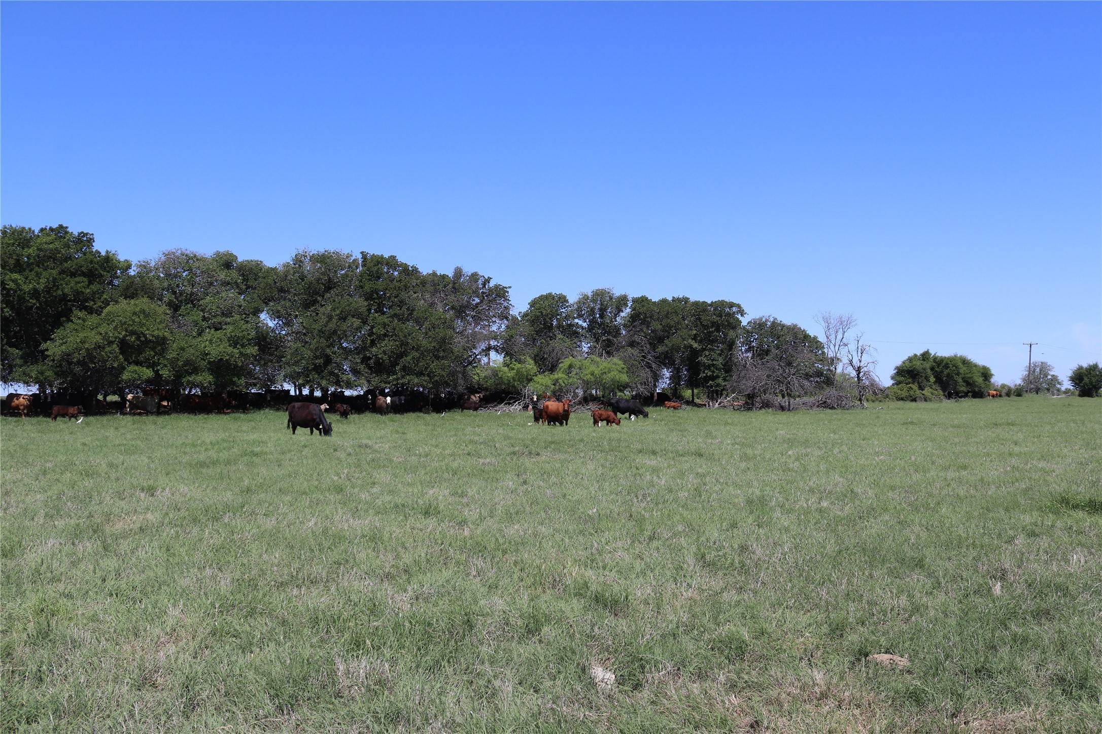 293 Acres Deer Creek Road Henrietta TX 76365