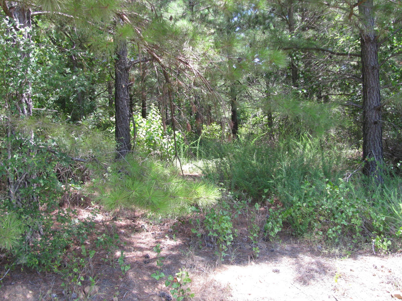 Tbd Jace's Trail Nashoba OK 74558