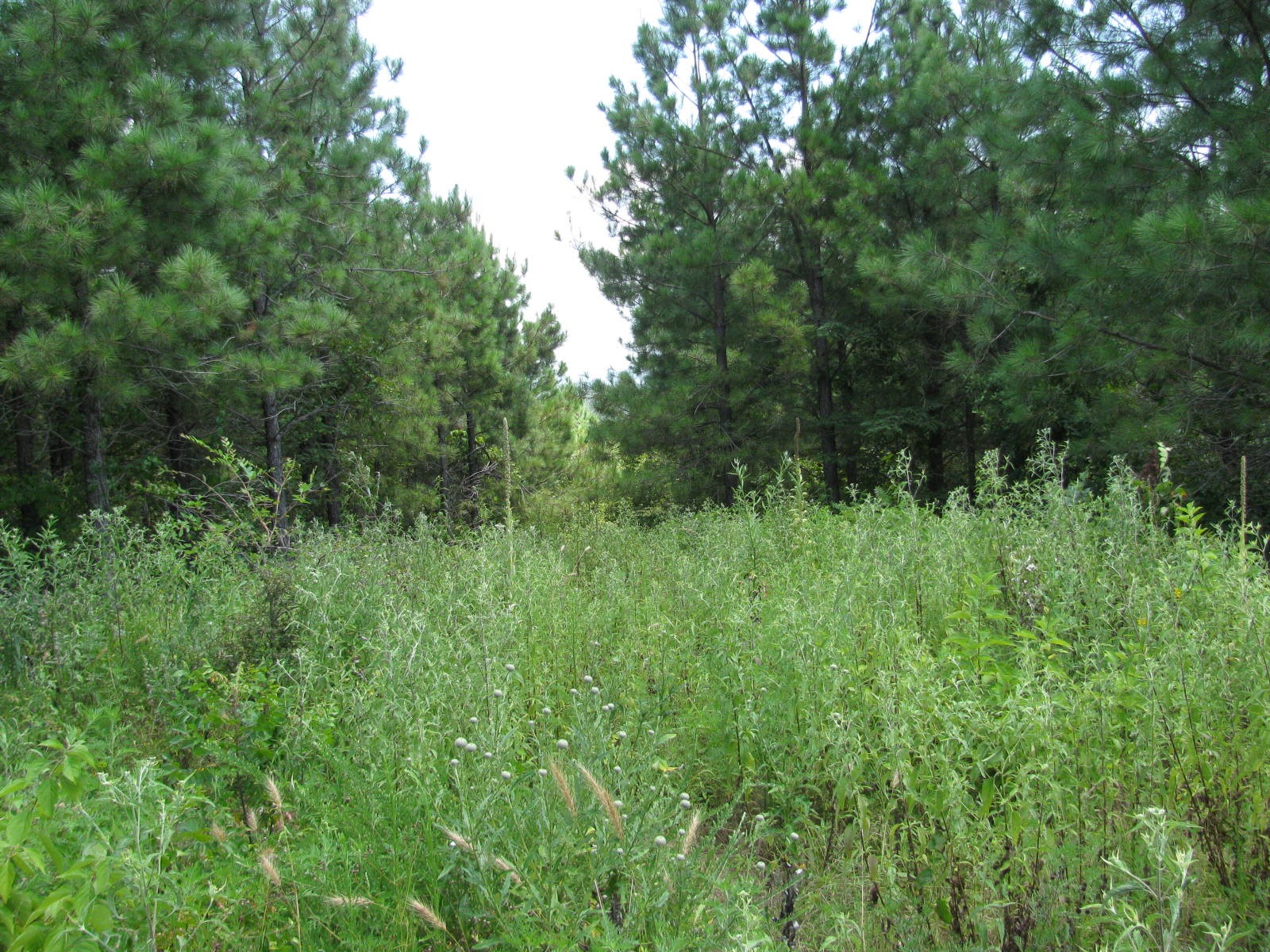 Tbd Jace's Trail Nashoba OK 74558