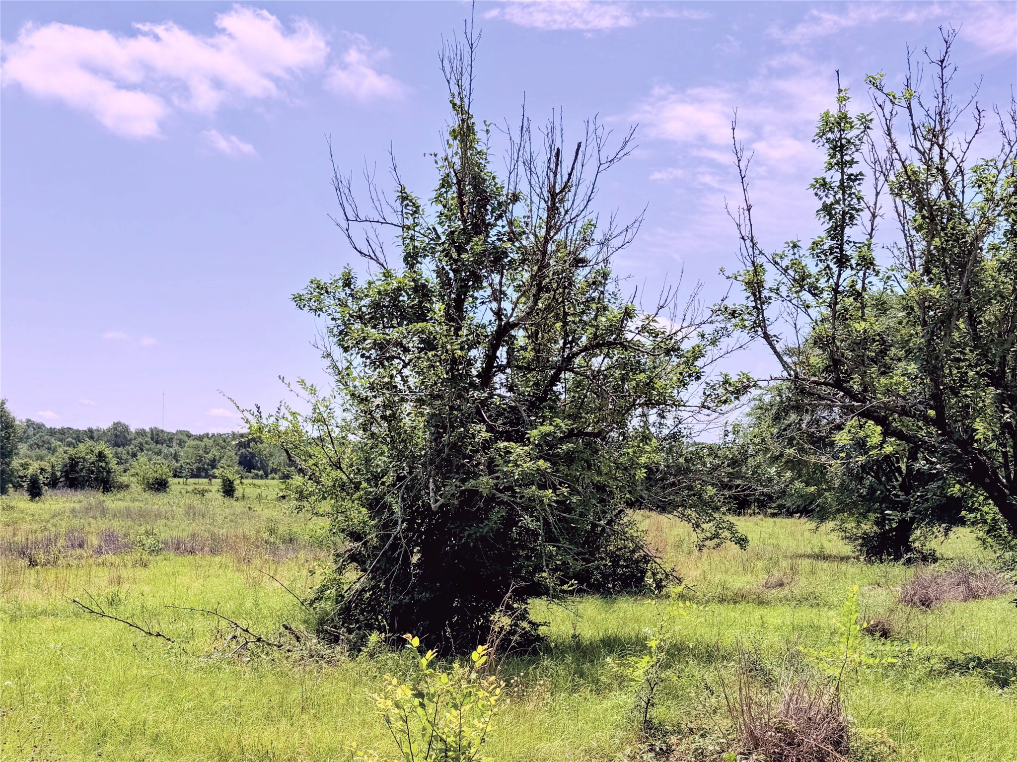 3 Acres Lcr 864 Jewett TX 75846