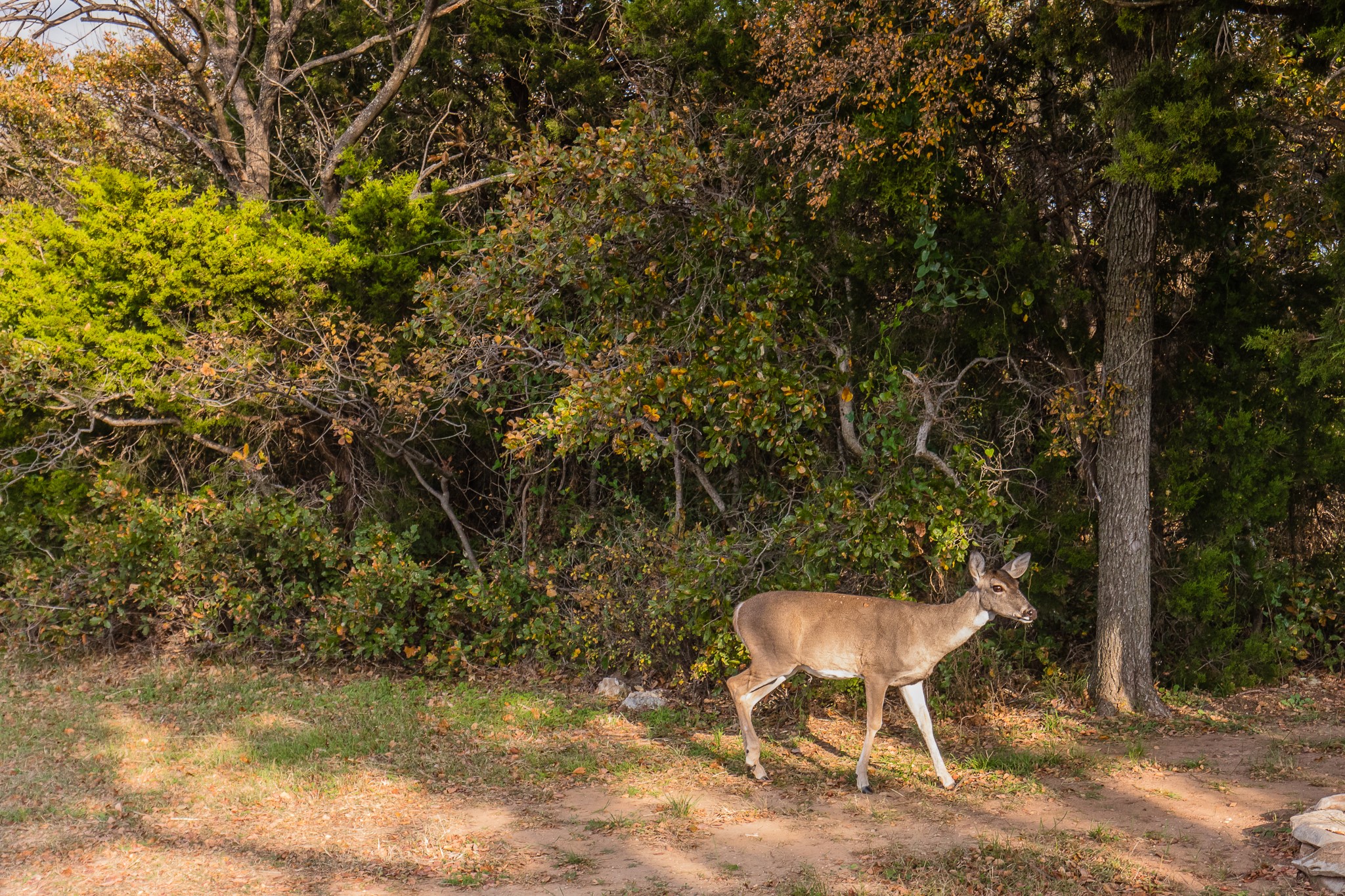 Lot 95 Cliffs Drive Possum Kingdom Lake TX 76449