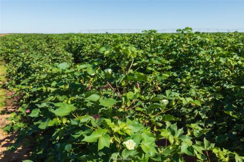 Tbd Cr 1691 O'brien TX 79521