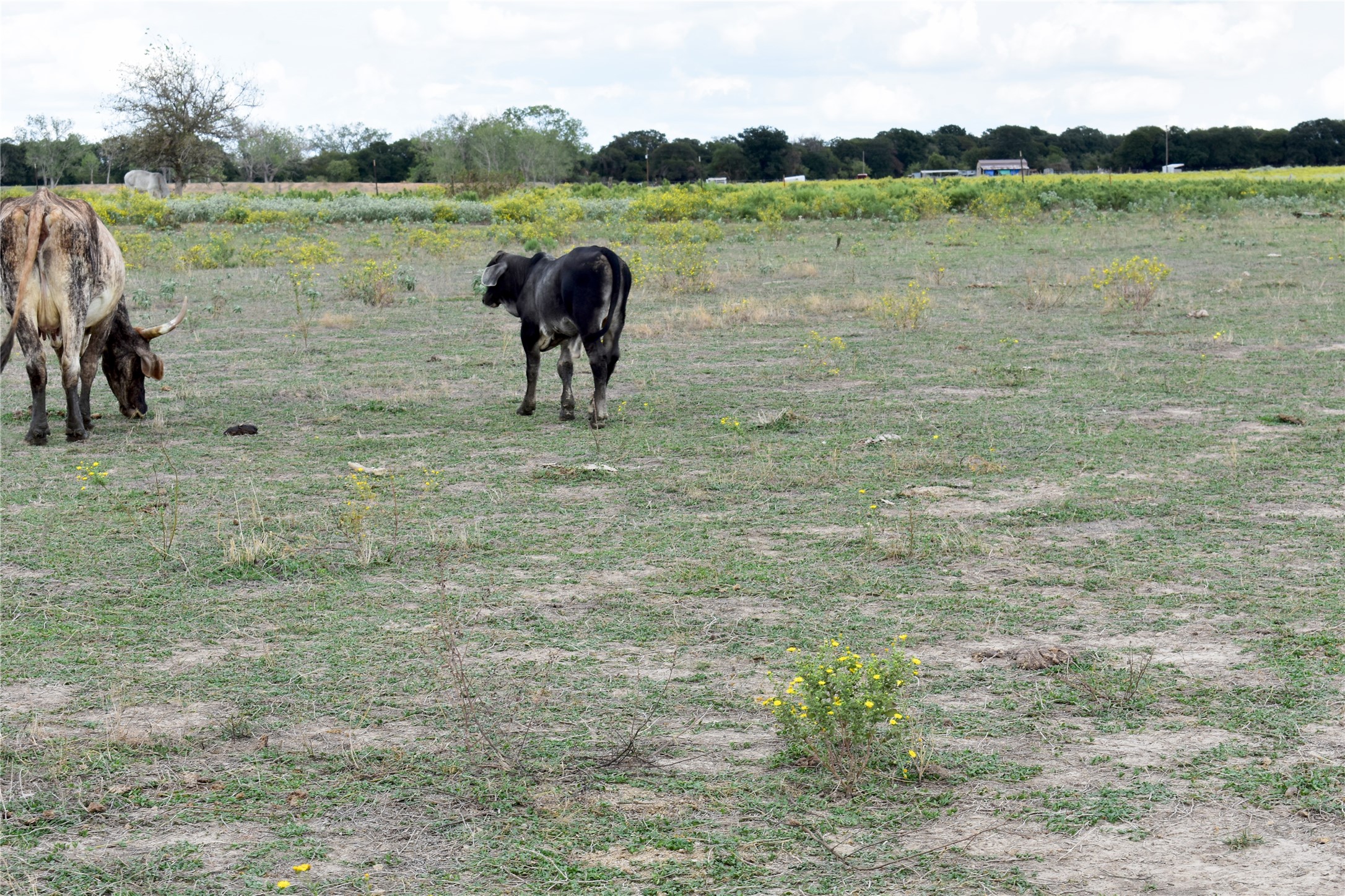 Tbd Highway 6 W De Leon TX 76444