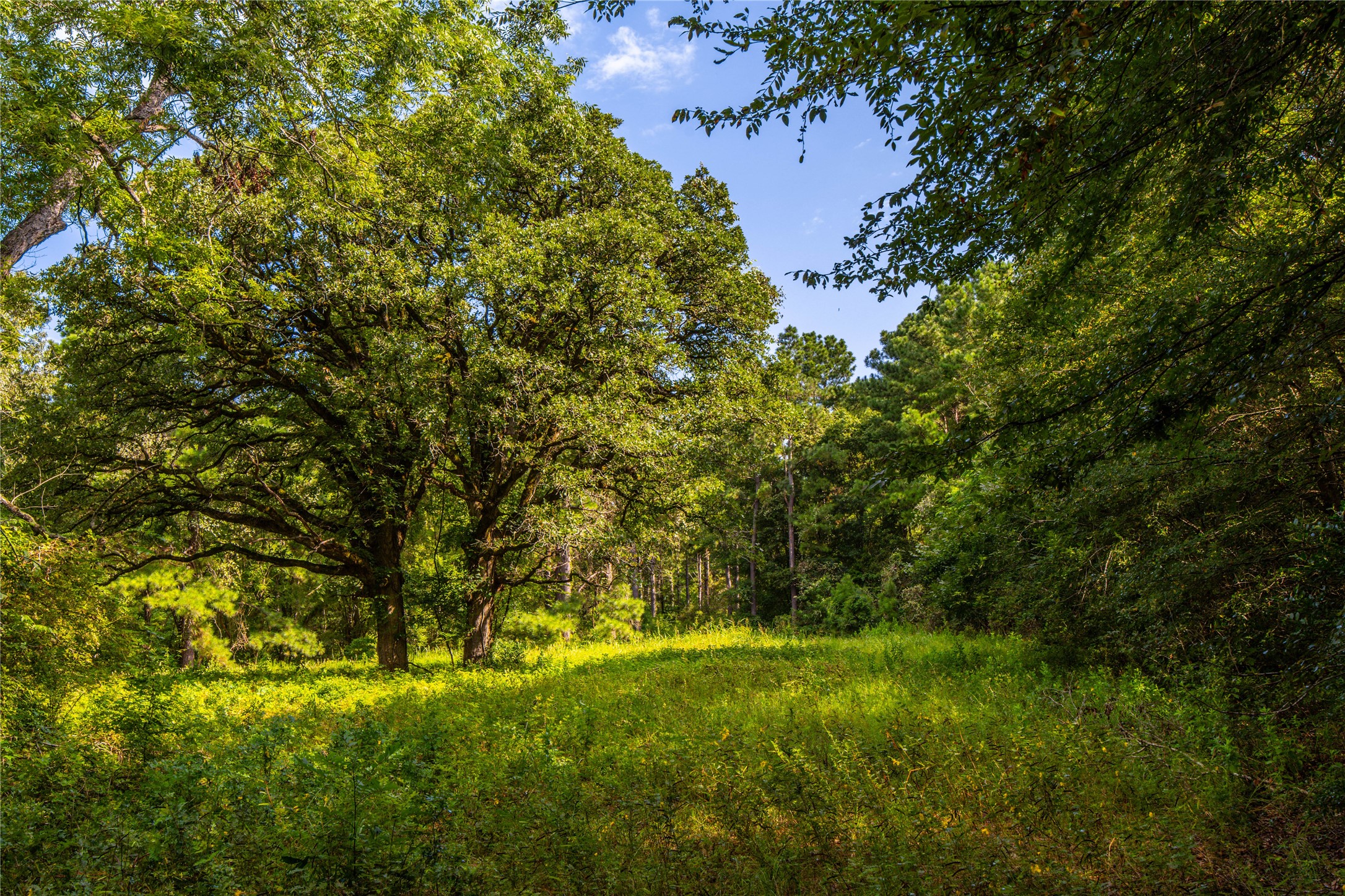 Tract 6 Highway 155 Frankston TX 75763