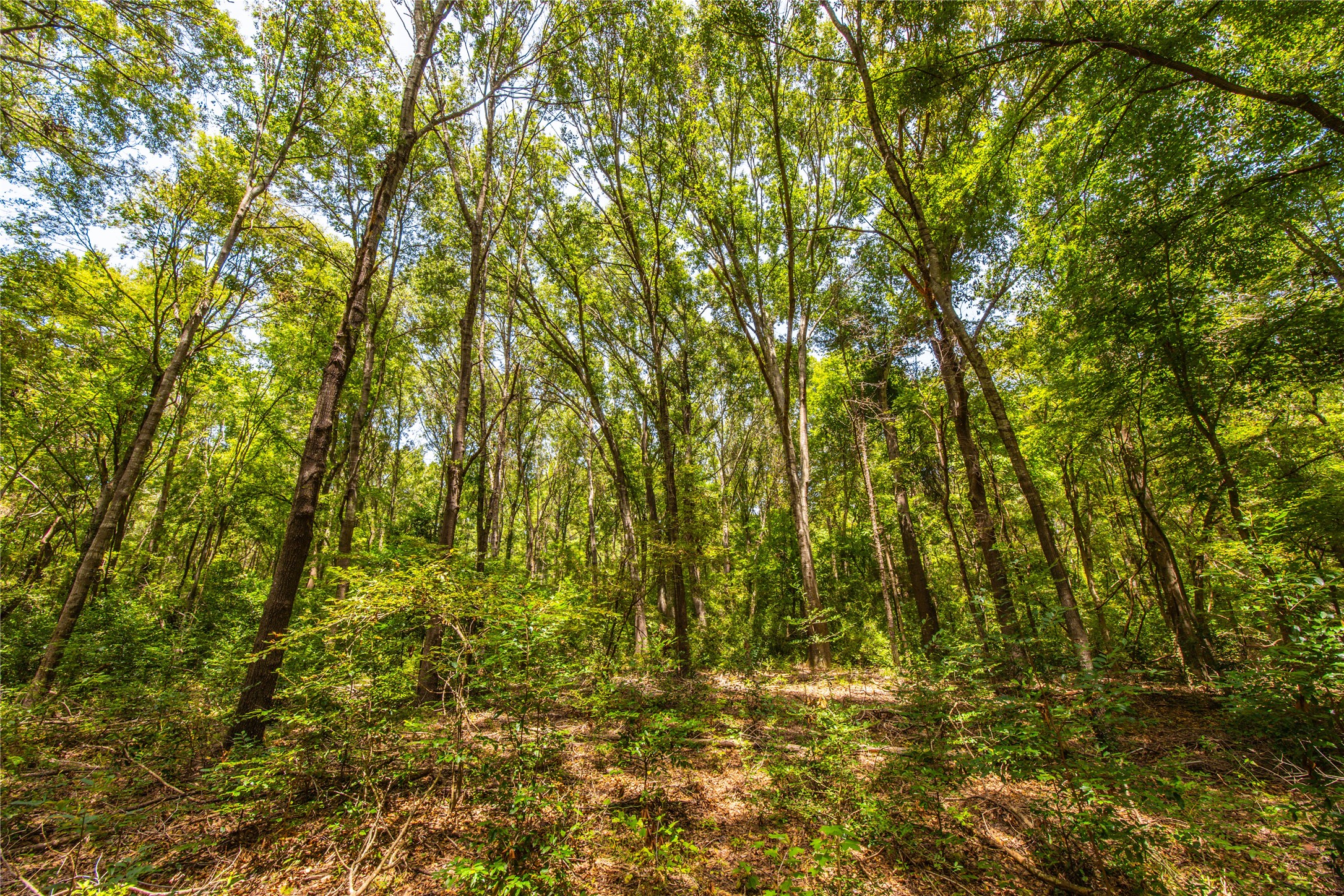 Tract 6 Highway 155 Frankston TX 75763