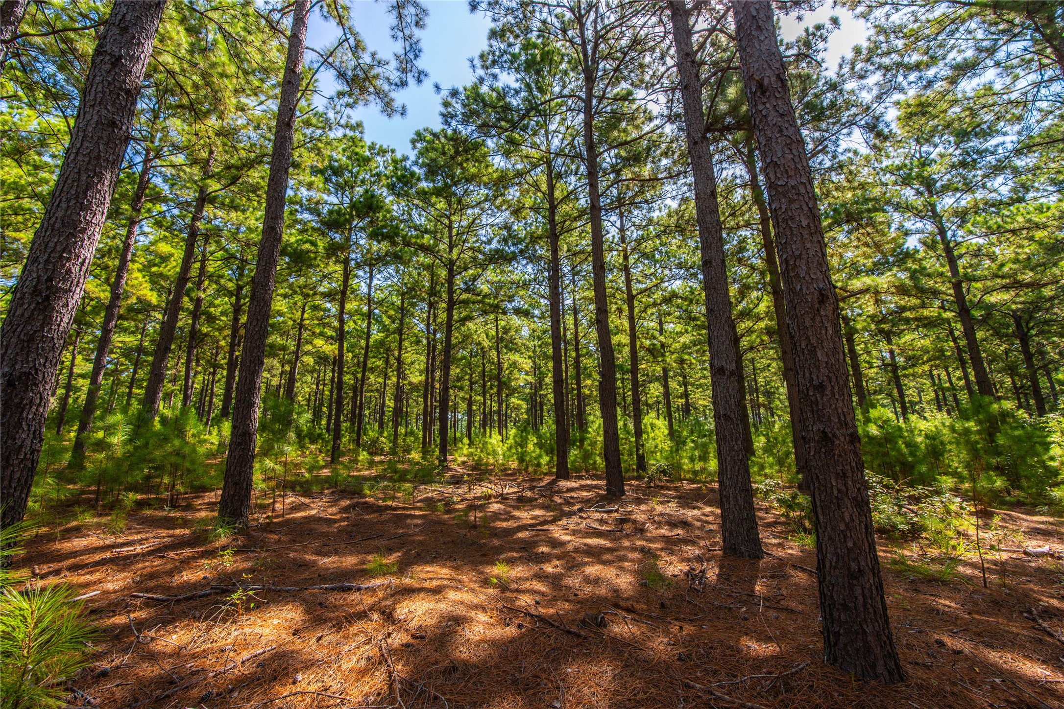 Tract 6 Highway 155 Frankston TX 75763