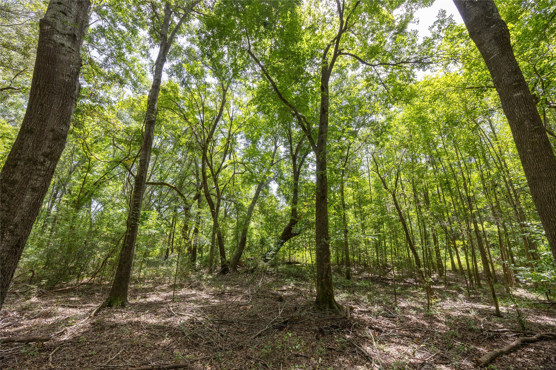 Tract 6 Highway 155 Frankston TX 75763