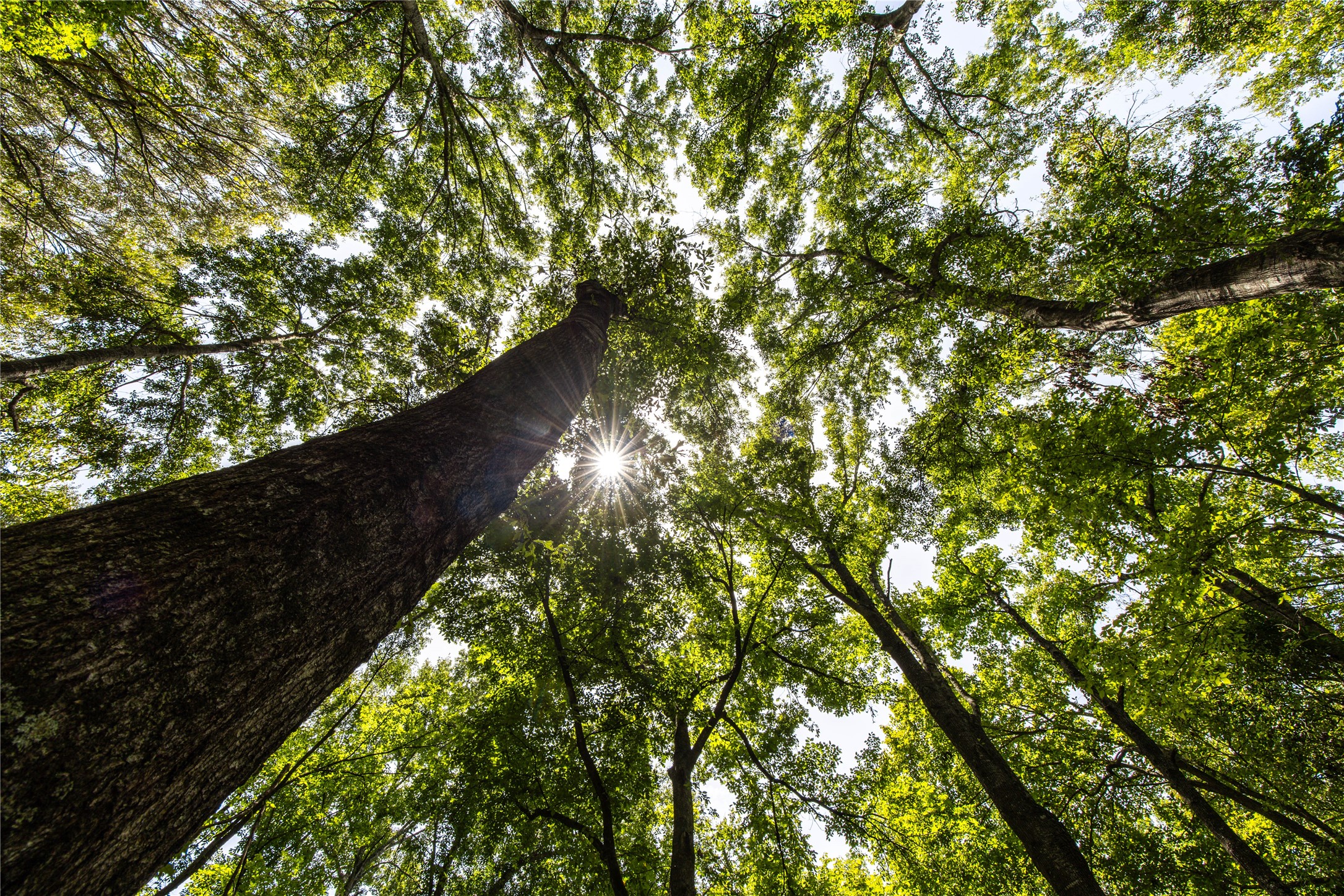 Tract 6 Highway 155 Frankston TX 75763