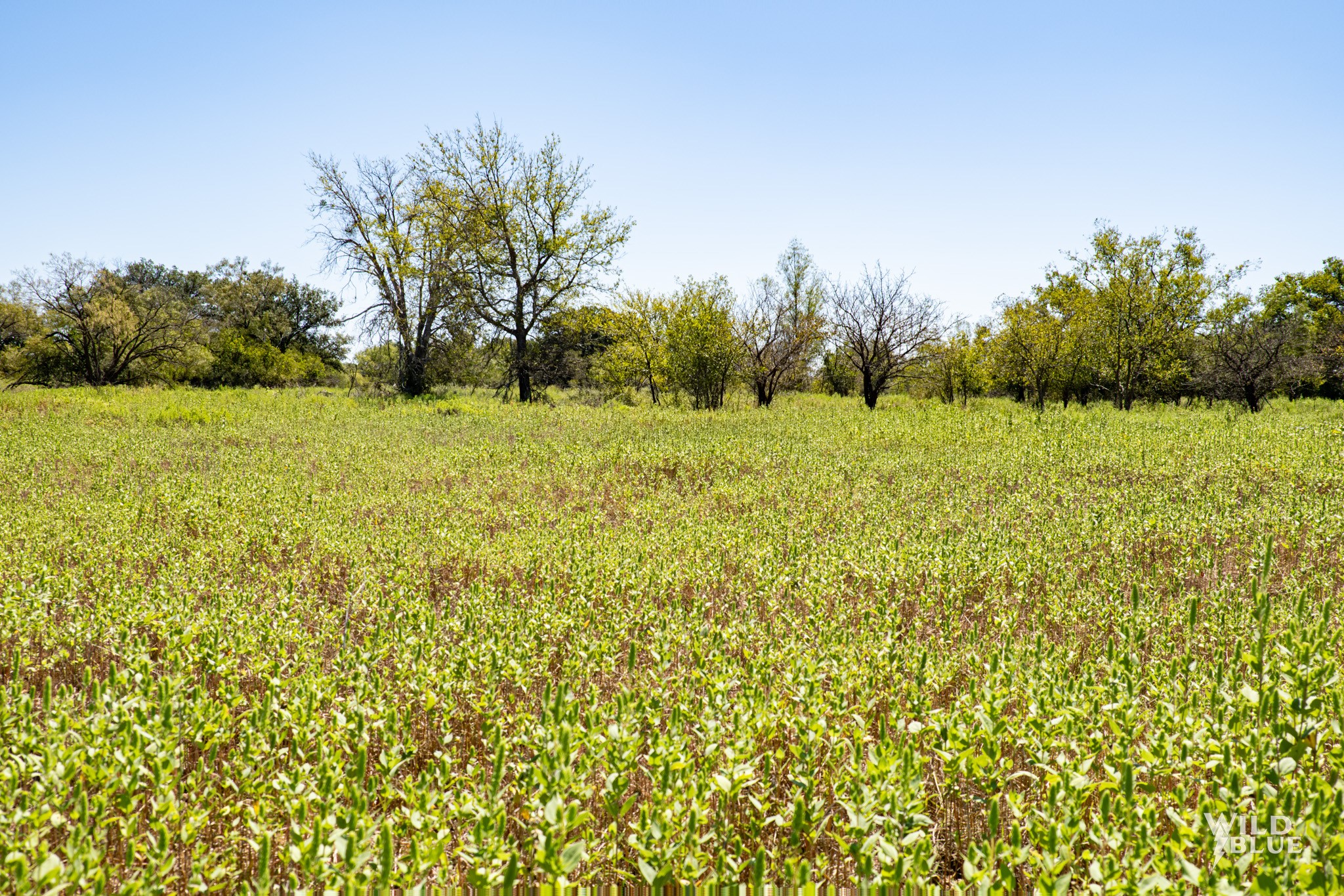 Tbd County Road 428 Rising Star TX 76471