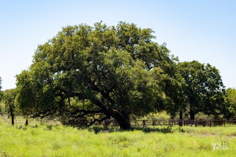 Tbd County Road 428 Rising Star TX 76471