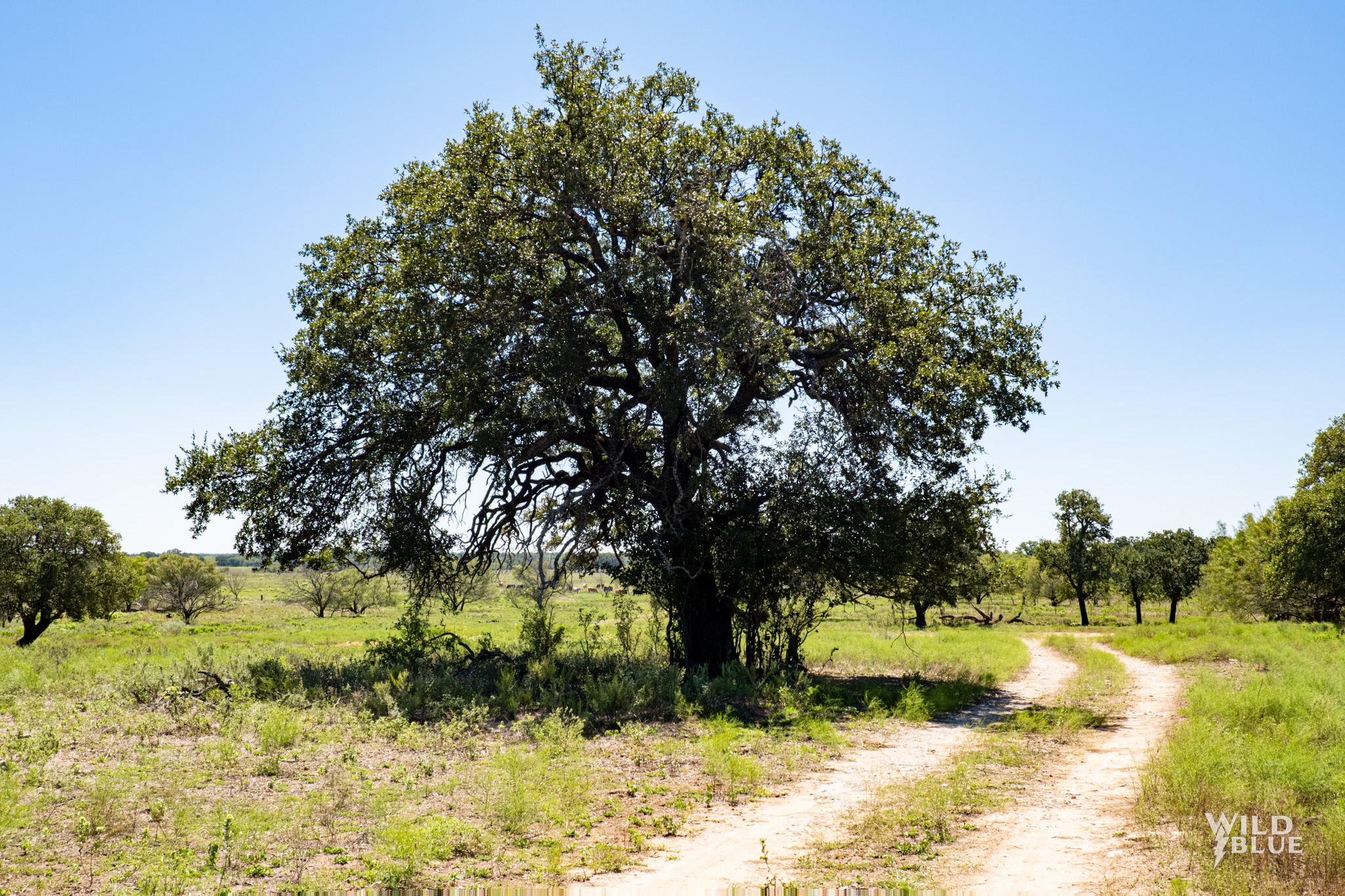 Tbd County Road 428 Rising Star TX 76471
