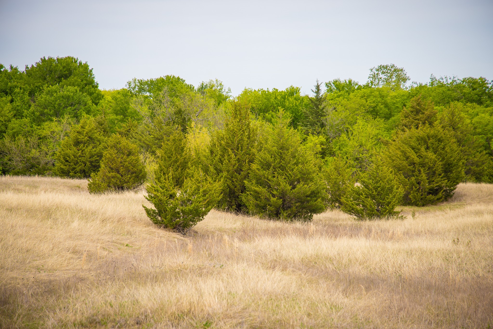 Lot 1 Pr 291 Dodd City TX 75438