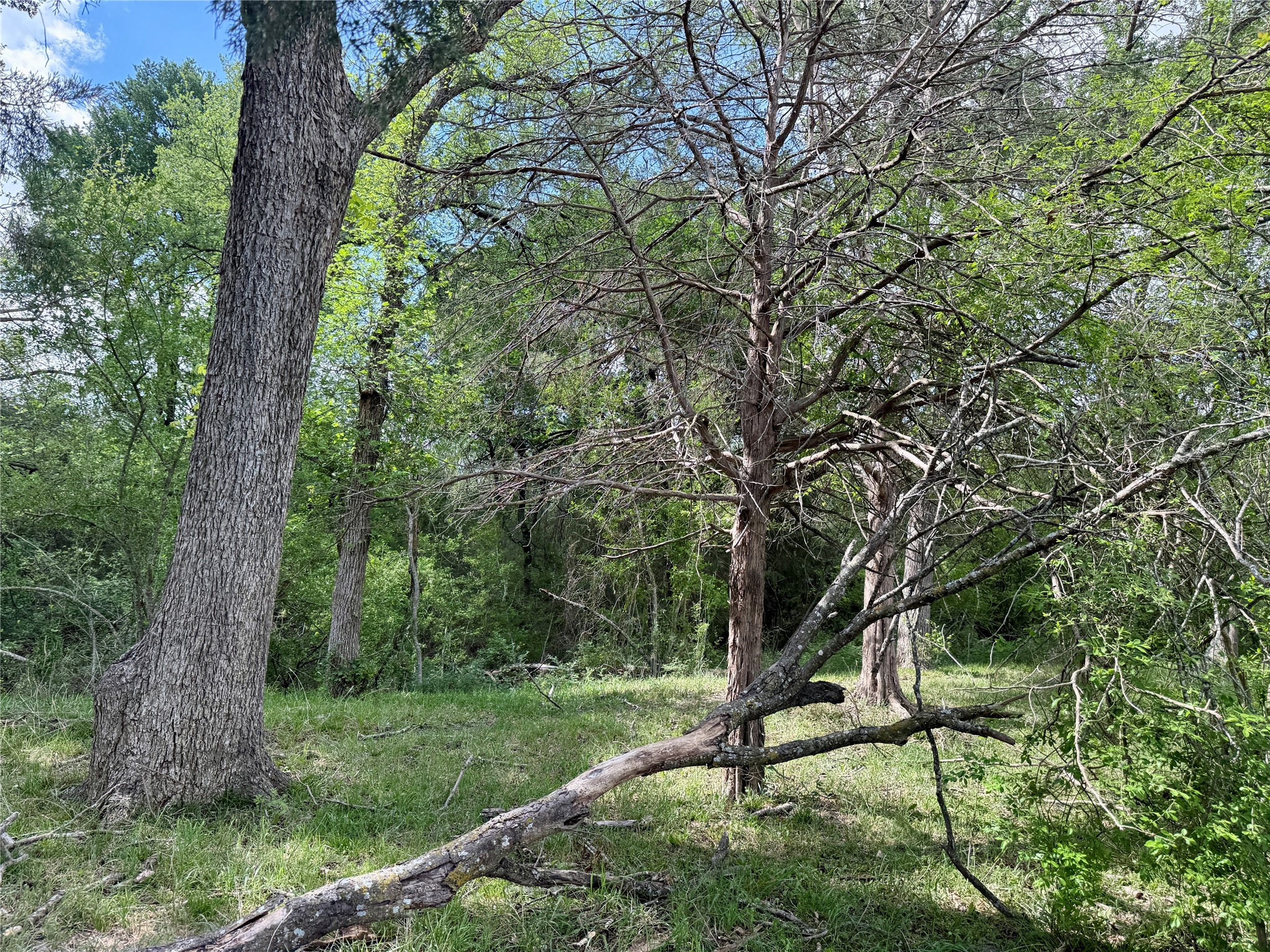 12335 County Road 4230 Purdon TX 76679
