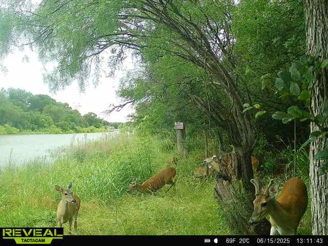 6996 Shamrock Drive Brownwood TX 76801