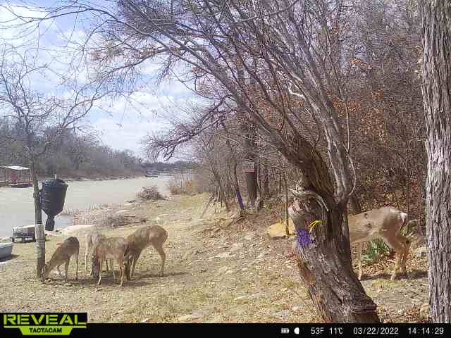 6996 Shamrock Drive Brownwood TX 76801