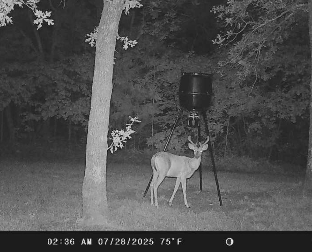 1793 Greer Road Sadler TX 76264