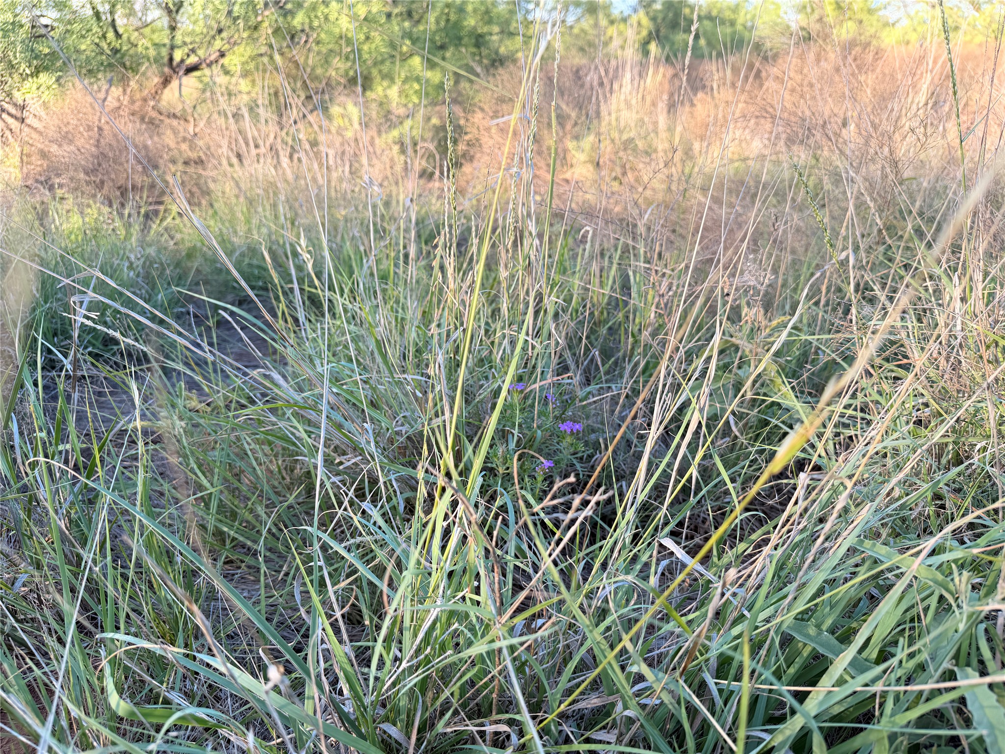 Tbd Nowell Road Quanah TX 79252