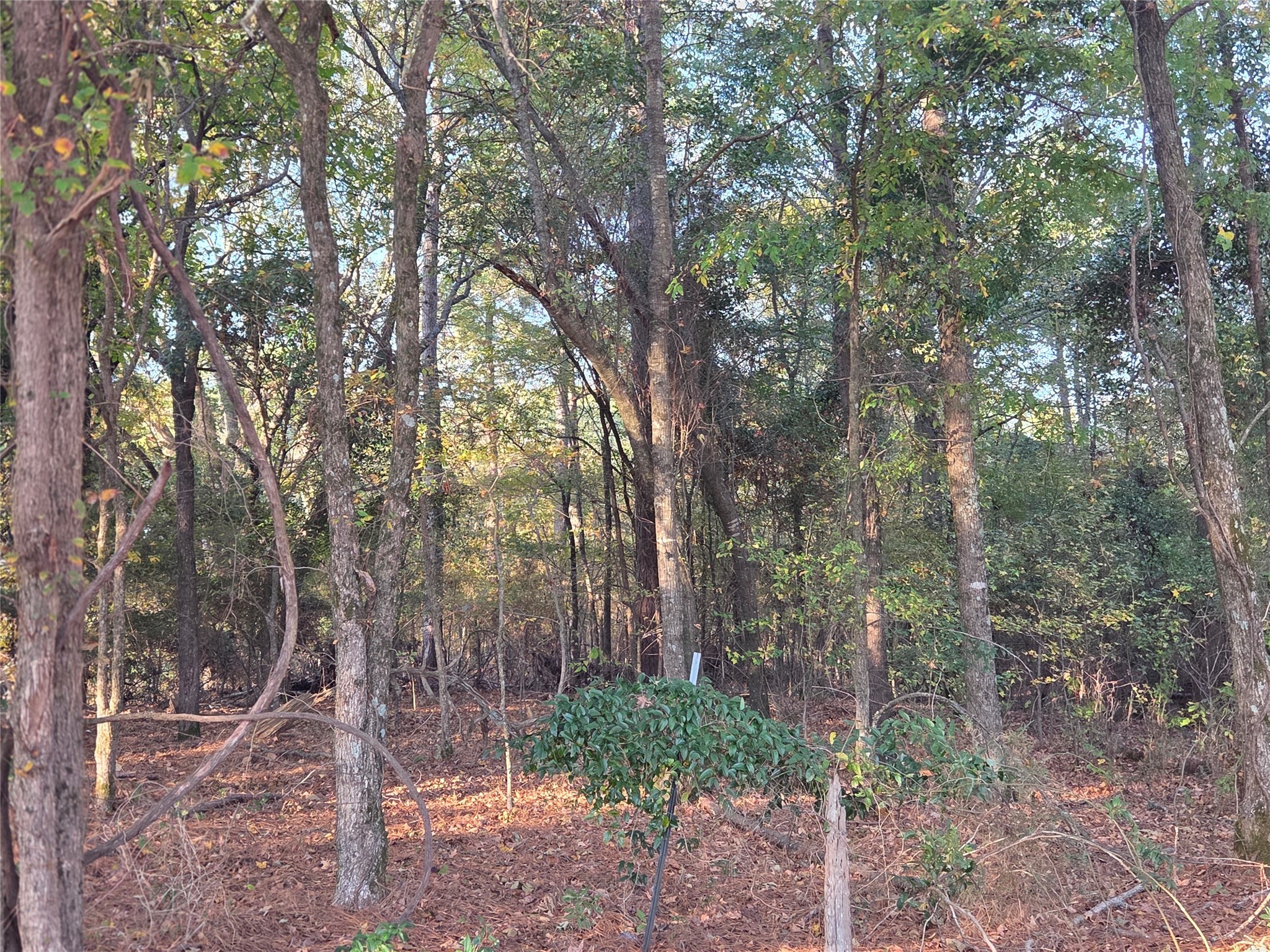 10 Acres Tbd County Road 3117 Clarksville TX 75426