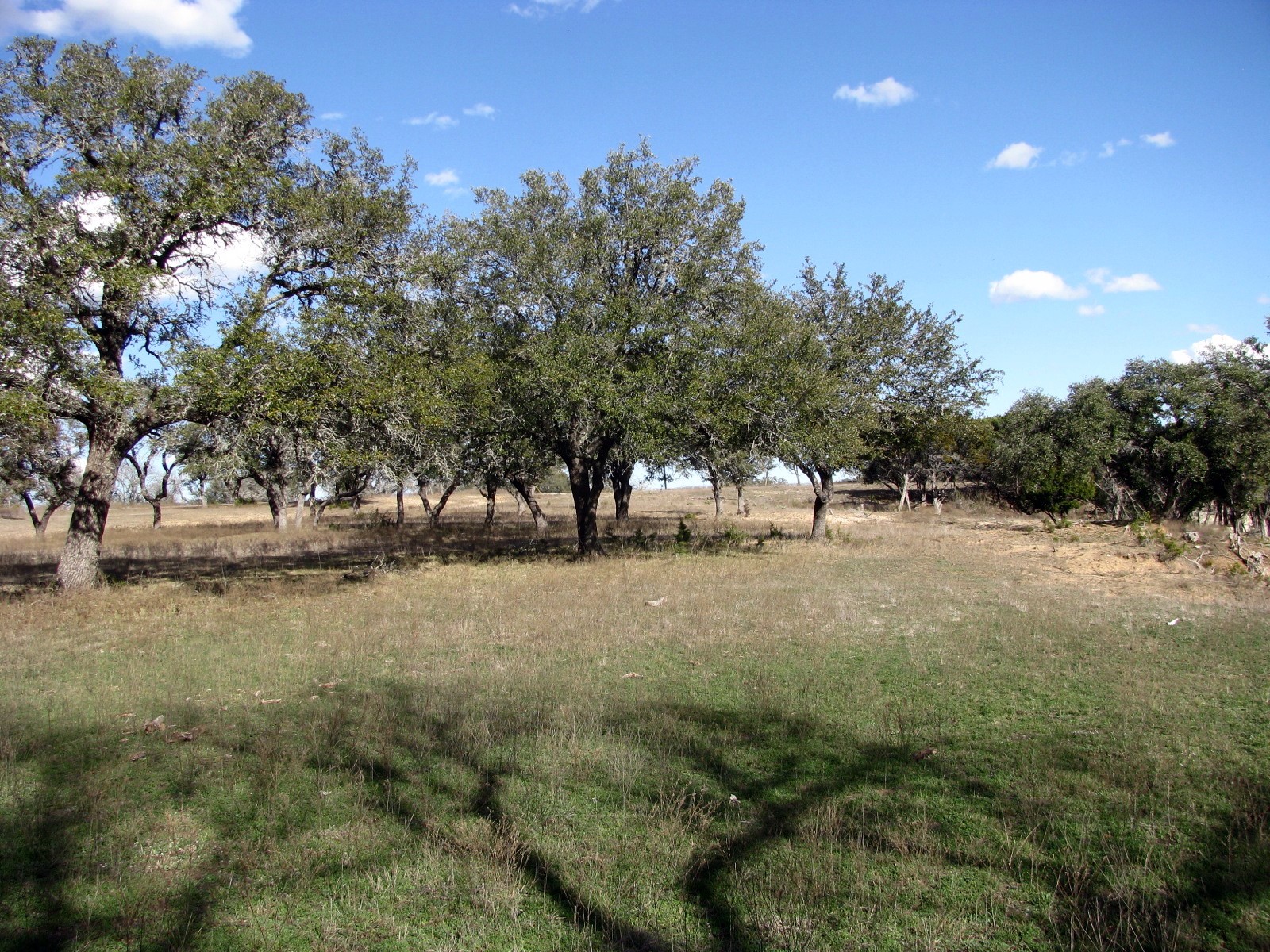 1466 Buffalo Creek Drive Drive Evant TX 76525