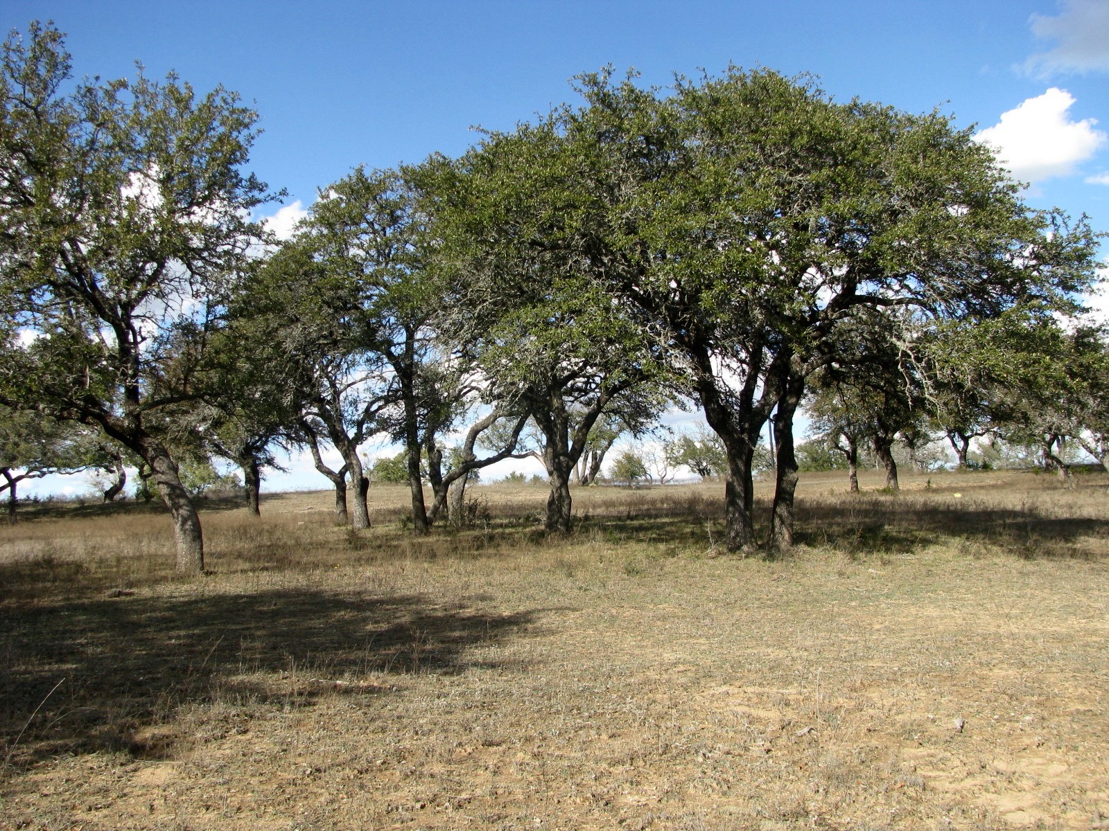 1466 Buffalo Creek Drive Drive Evant TX 76525