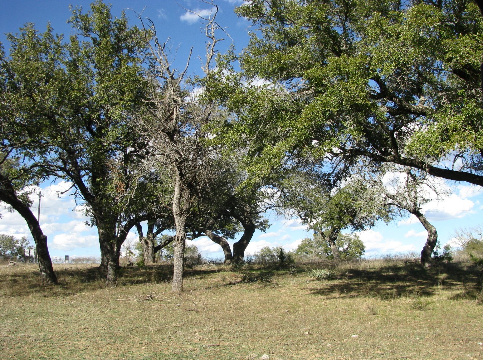 1466 Buffalo Creek Drive Drive Evant TX 76525