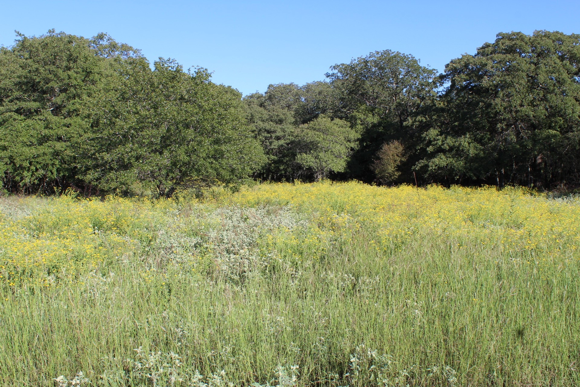 Lot 2 Tbd County Road 2798 Alvord TX 76225