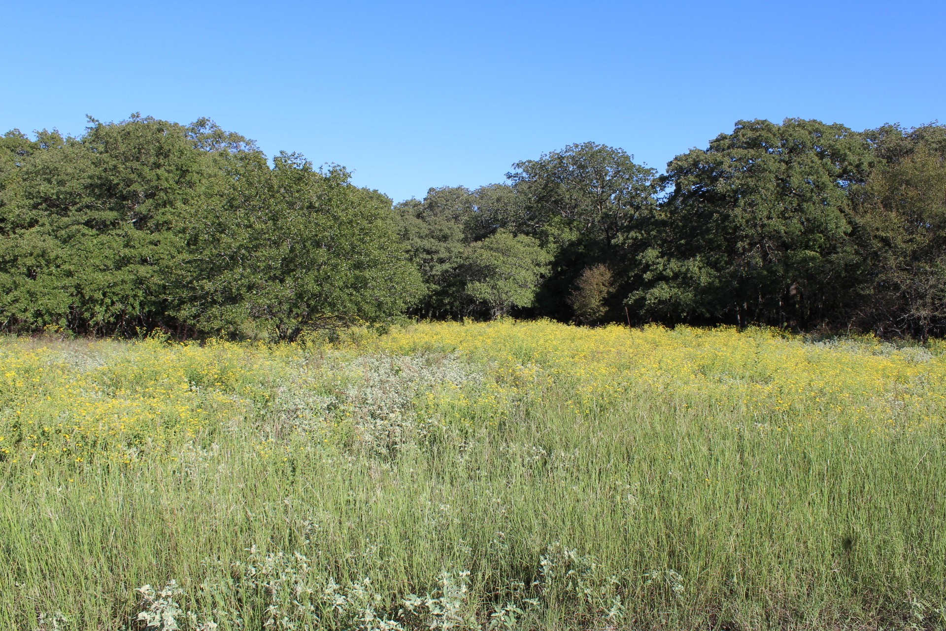 Lot 2 Tbd County Road 2798 Alvord TX 76225