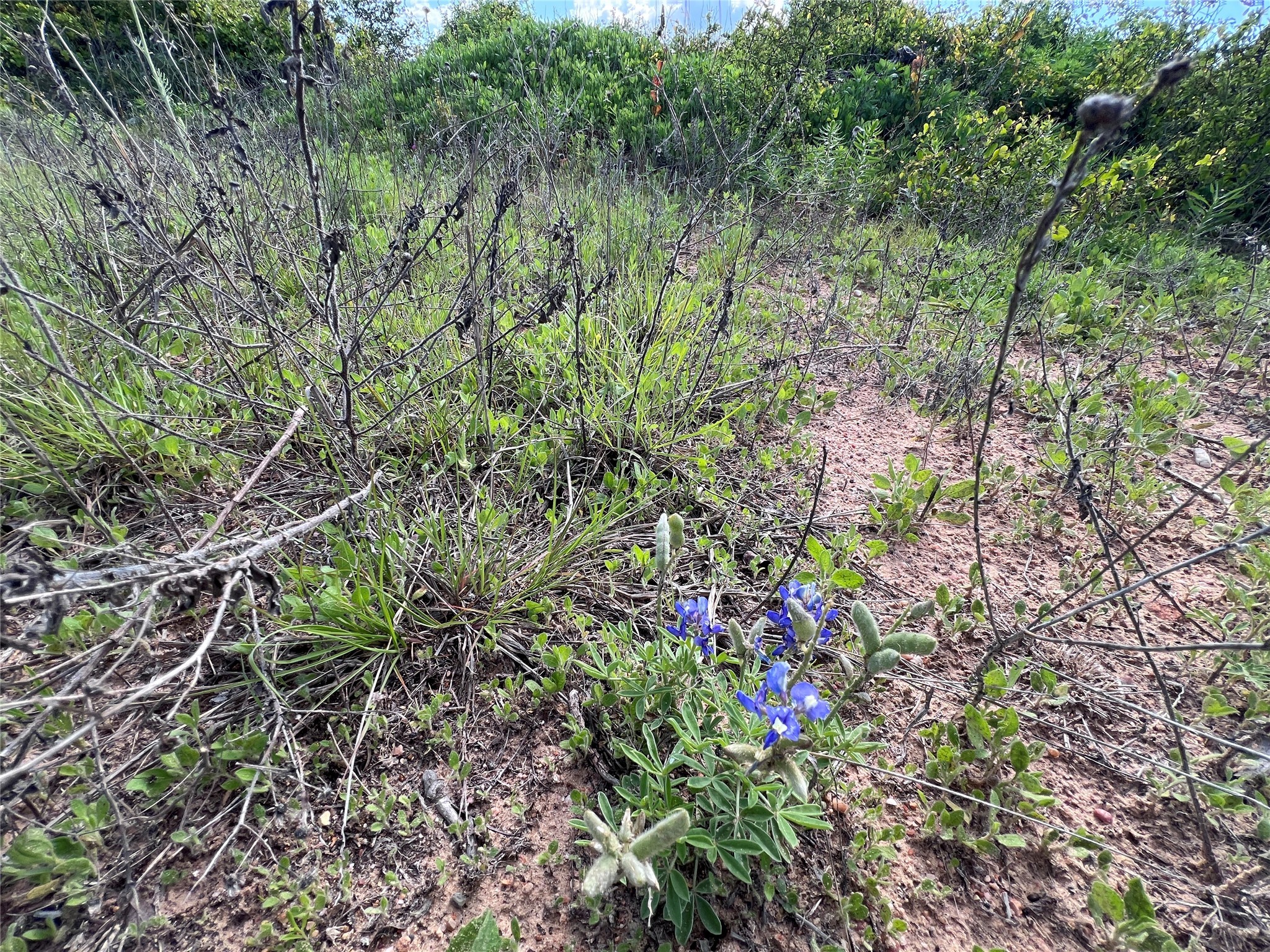 Tbd Lot 6 Live Oak Trail Clyde TX 79510