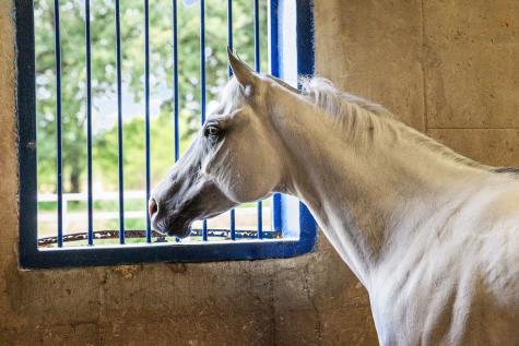 4509 Diamond D Road Lone Oak TX 75453
