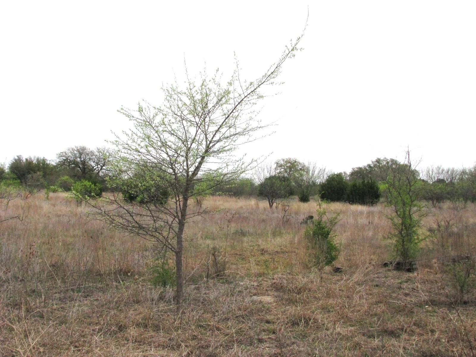 5448 County Road 182 Jonesboro TX 76538
