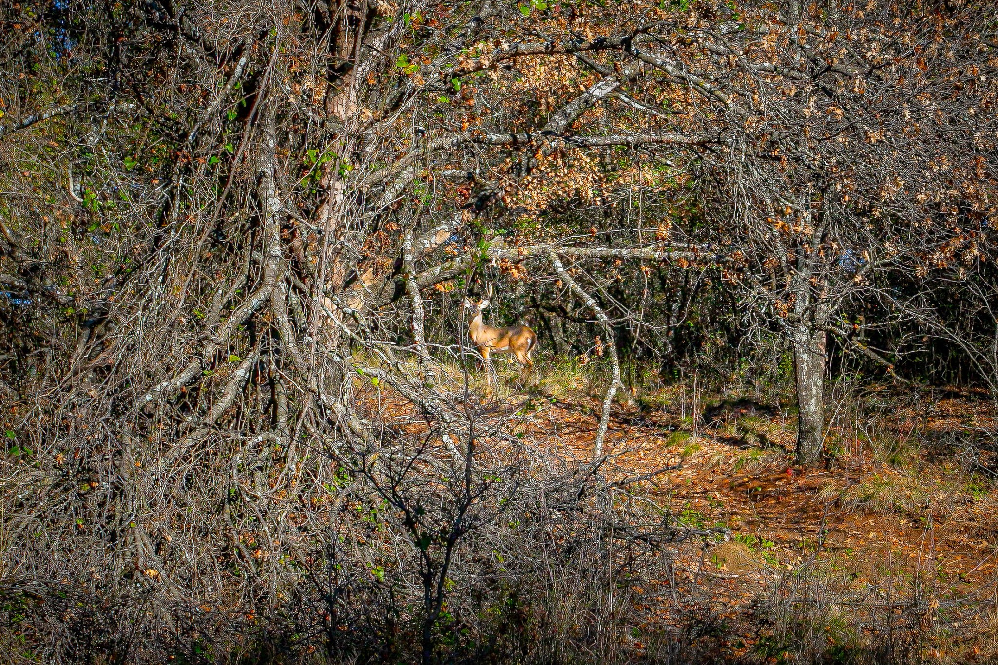 Tbd County Road 403 Stephenville TX 76401
