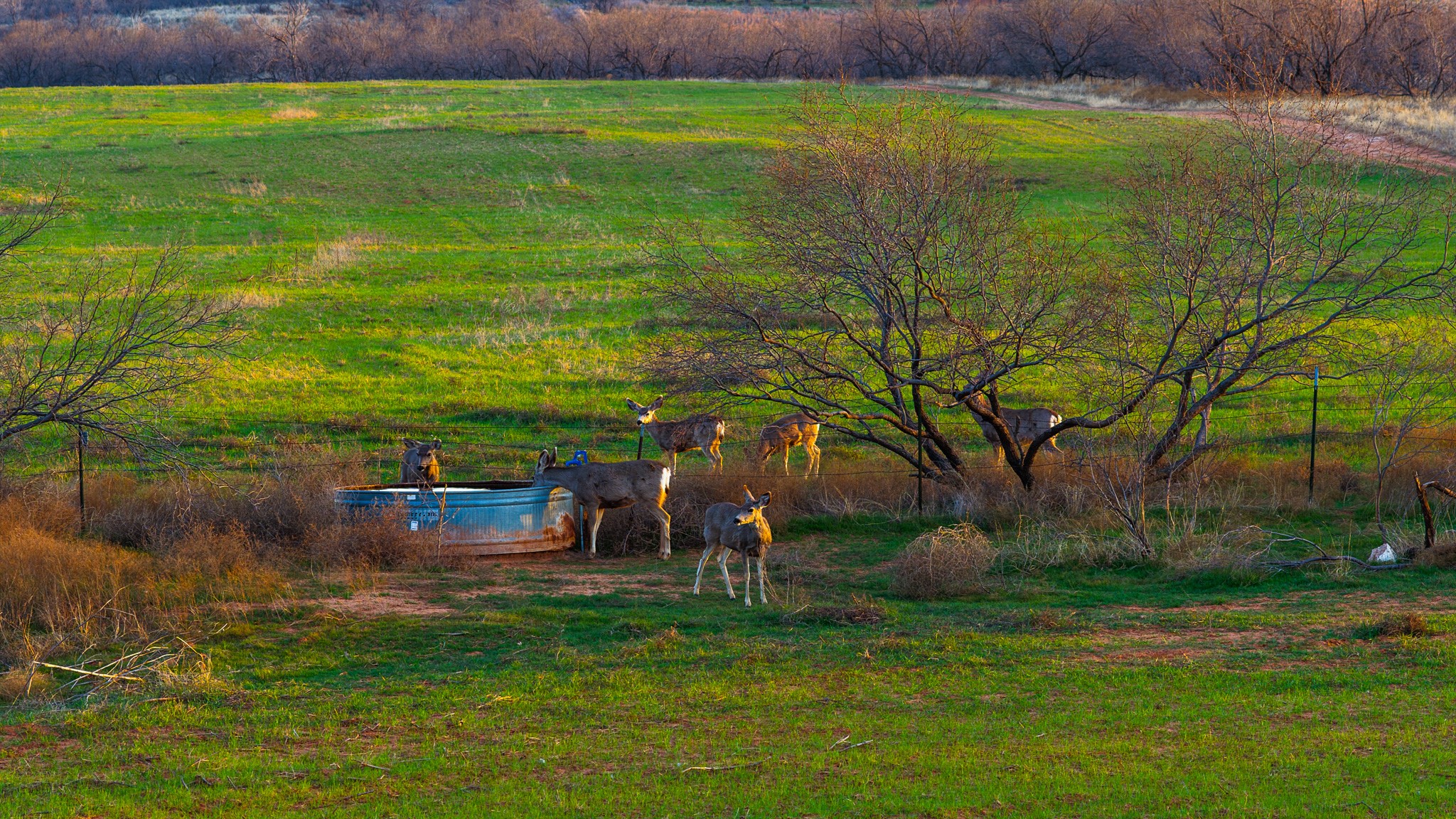 16820 County Road L Childress TX 79201