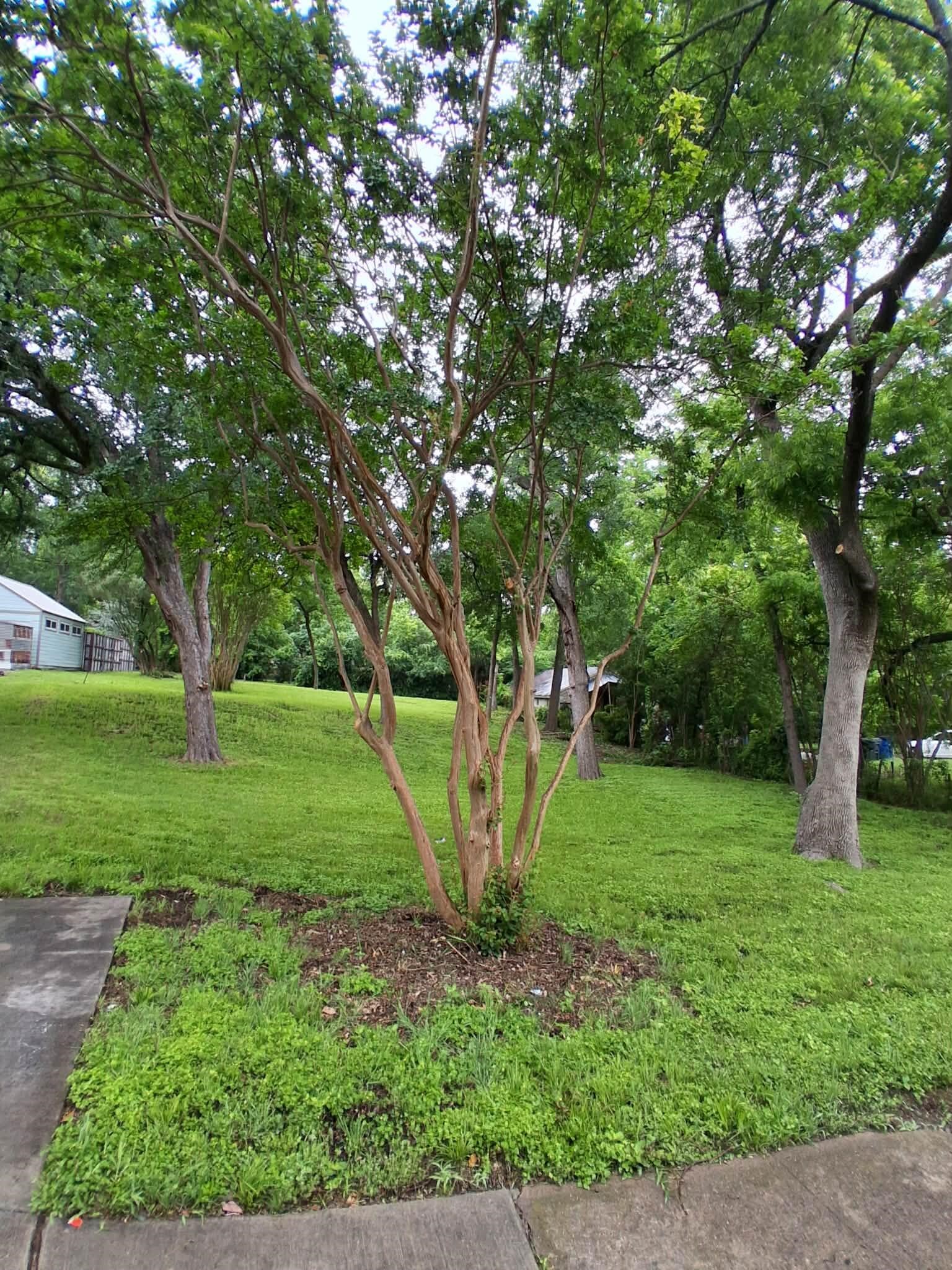 8714 Daytonia Avenue Dallas TX 75218
