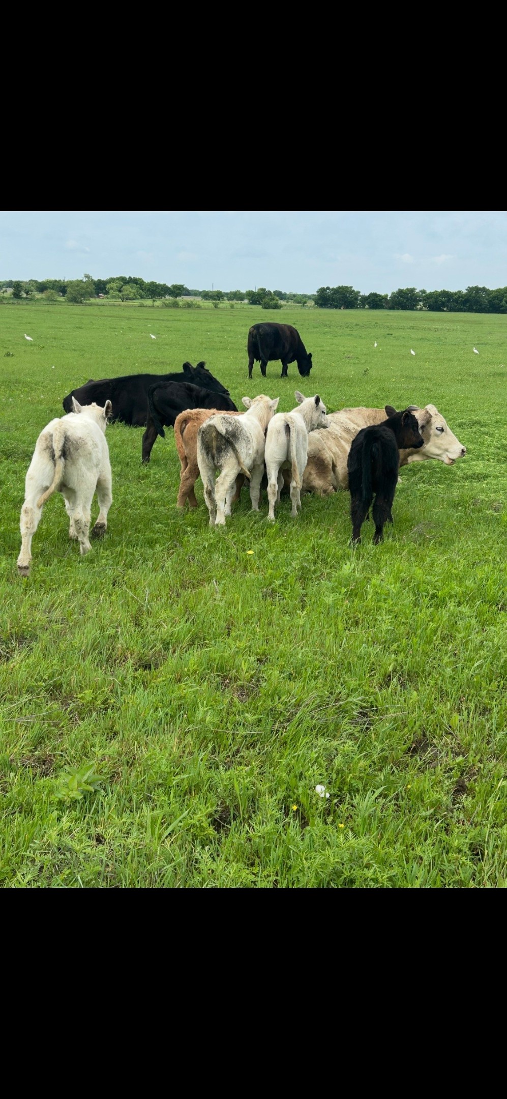 10.5 Acres Ohanlon Road Whitesboro TX 76273