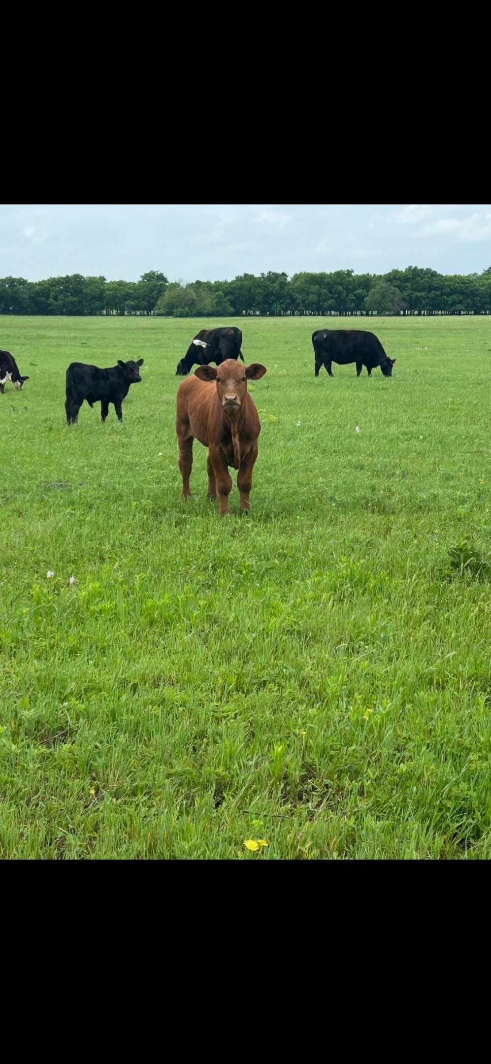 10.5 Acres Ohanlon Road Whitesboro TX 76273