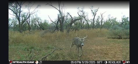 Cr 110 Sylvester TX 79560