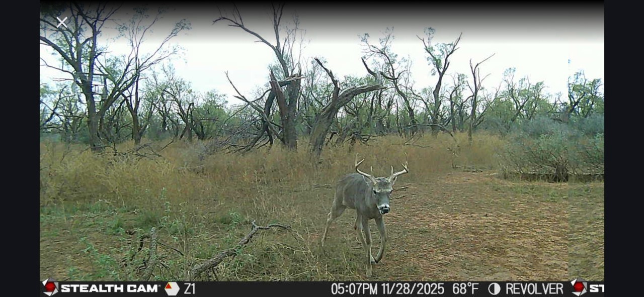 Cr 110 Sylvester TX 79560