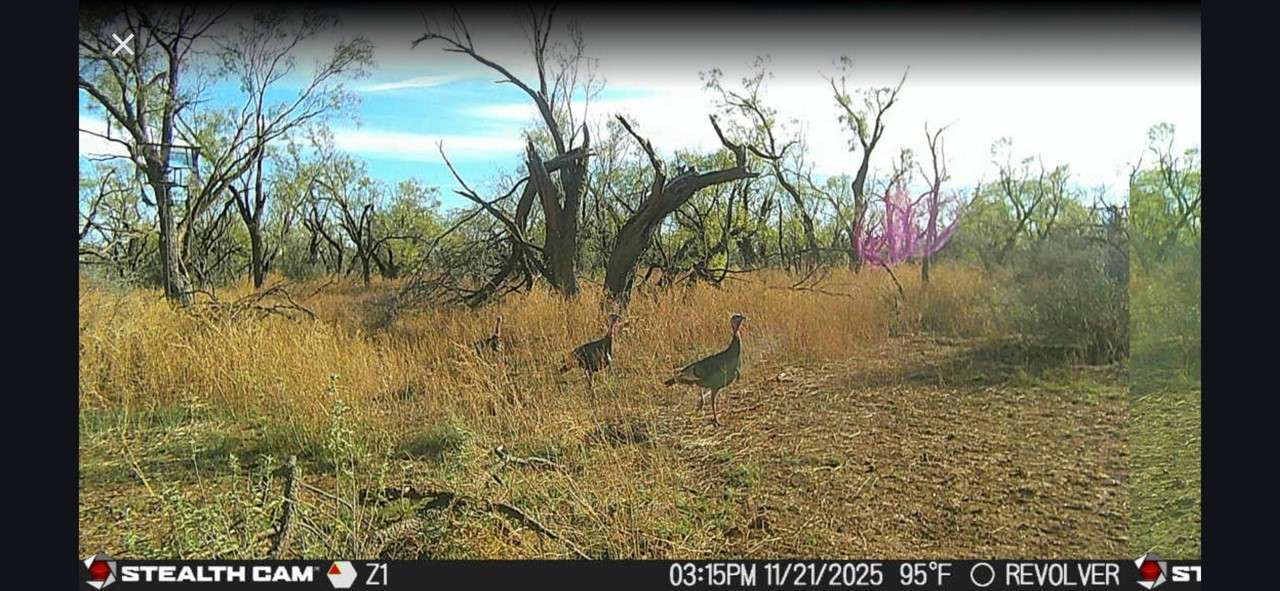 Cr 110 Sylvester TX 79560