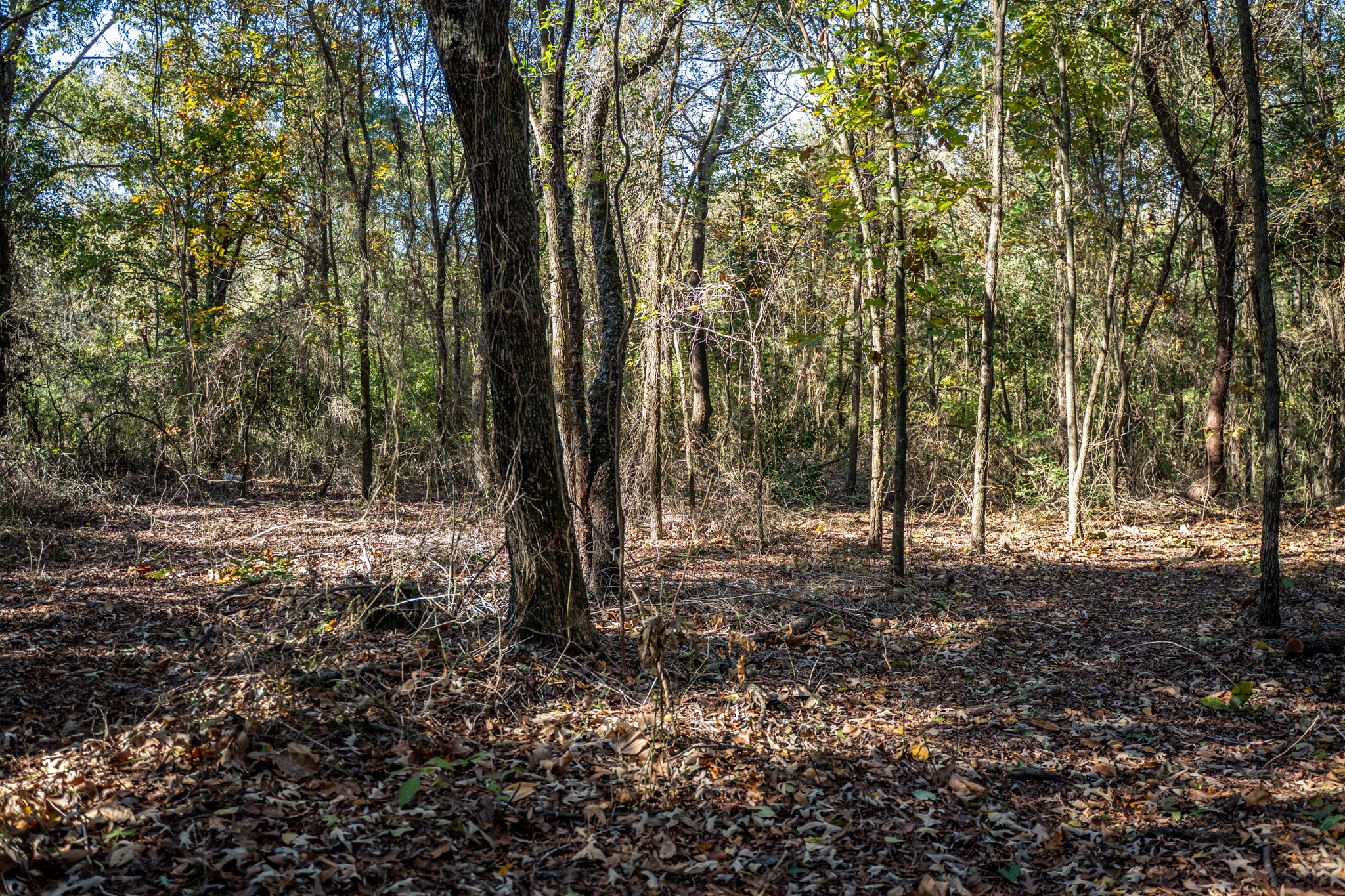 000 County Road 4105 Daingerfield TX 75638