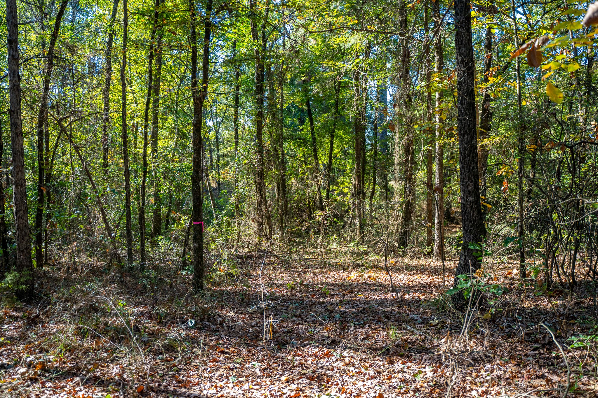000 County Road 4105 Daingerfield TX 75638