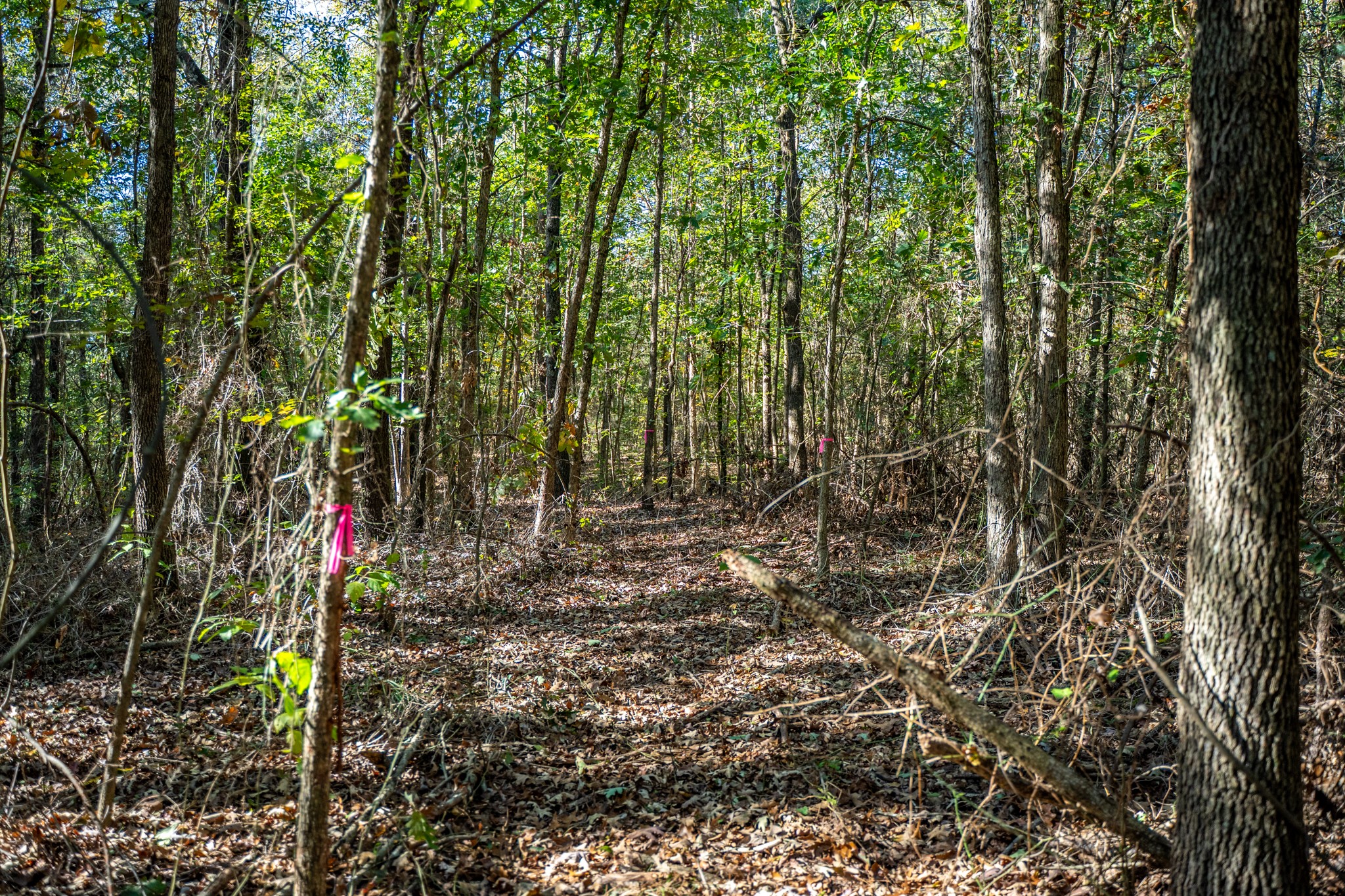 000 County Road 4105 Daingerfield TX 75638