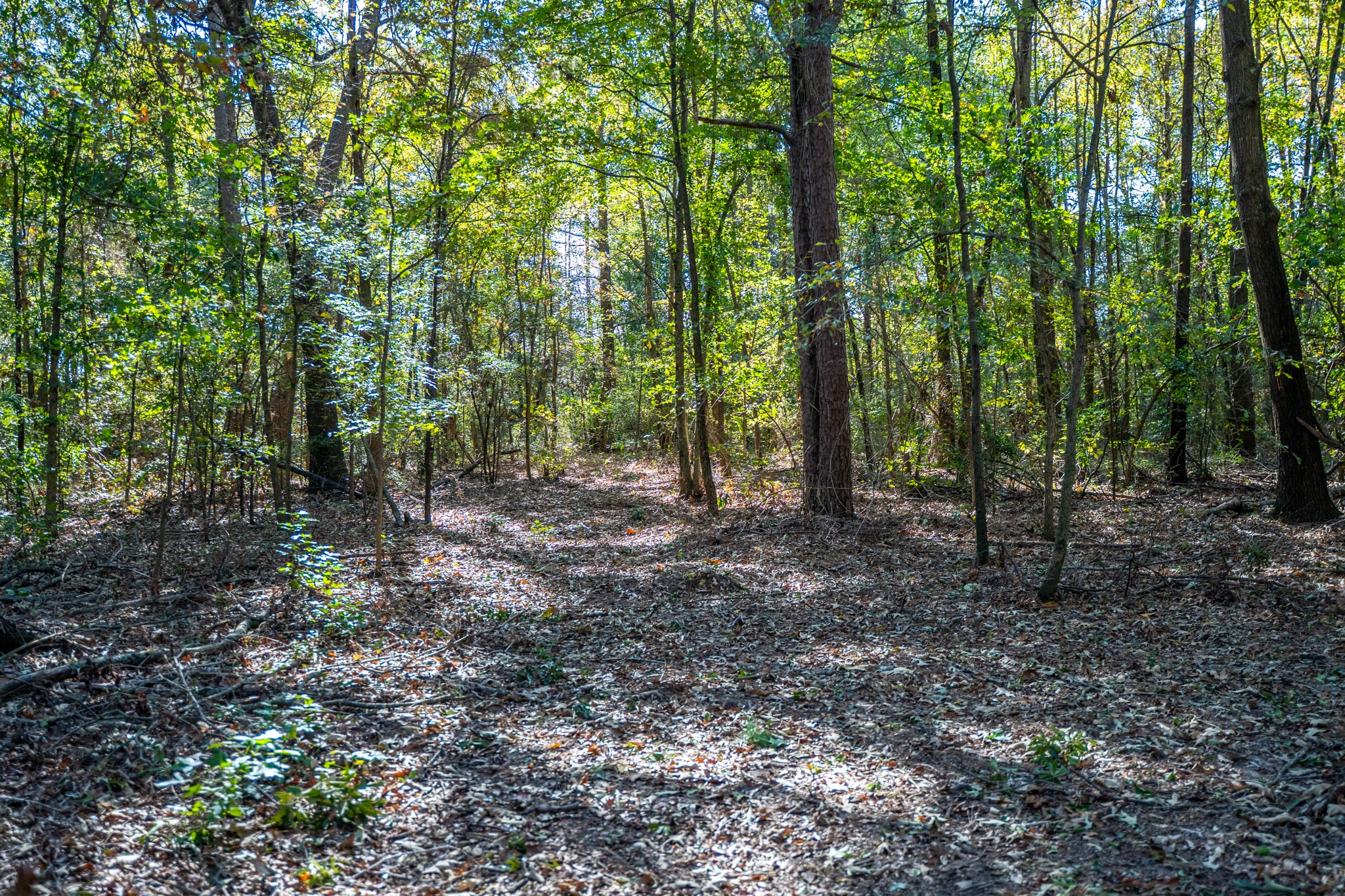 000 County Road 4105 Daingerfield TX 75638